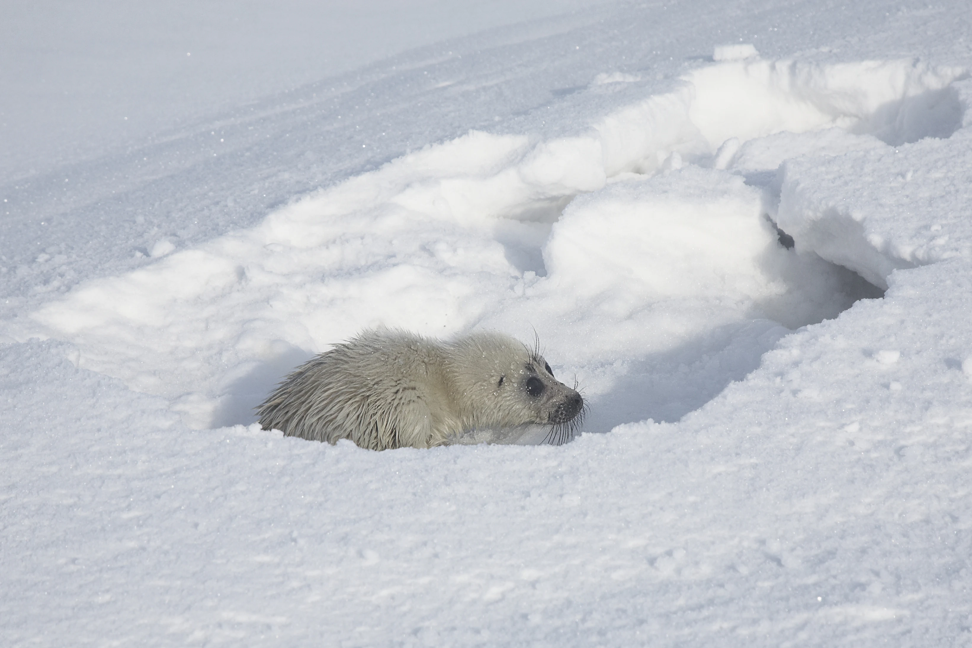 Una cría de foca gris y esponjosa descansando en una pequeña depresión en la nieve profunda sobre el hielo del lago Baikal.