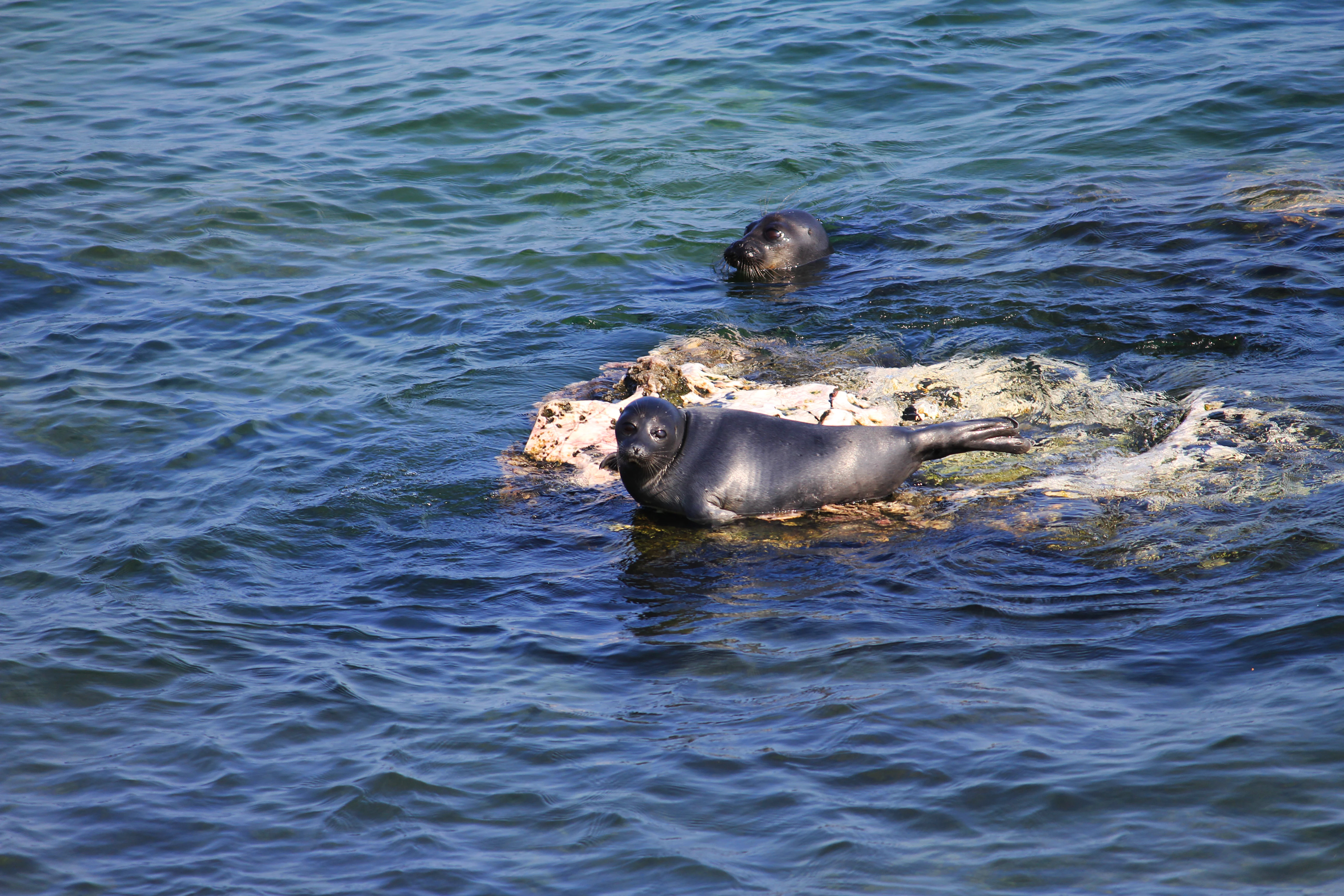 Una foca del Baikal oscura y elegante descansa sobre una pequeña roca parcialmente sumergida en agua azul y ondulante; la cabeza de otra foca es visible nadando cerca.