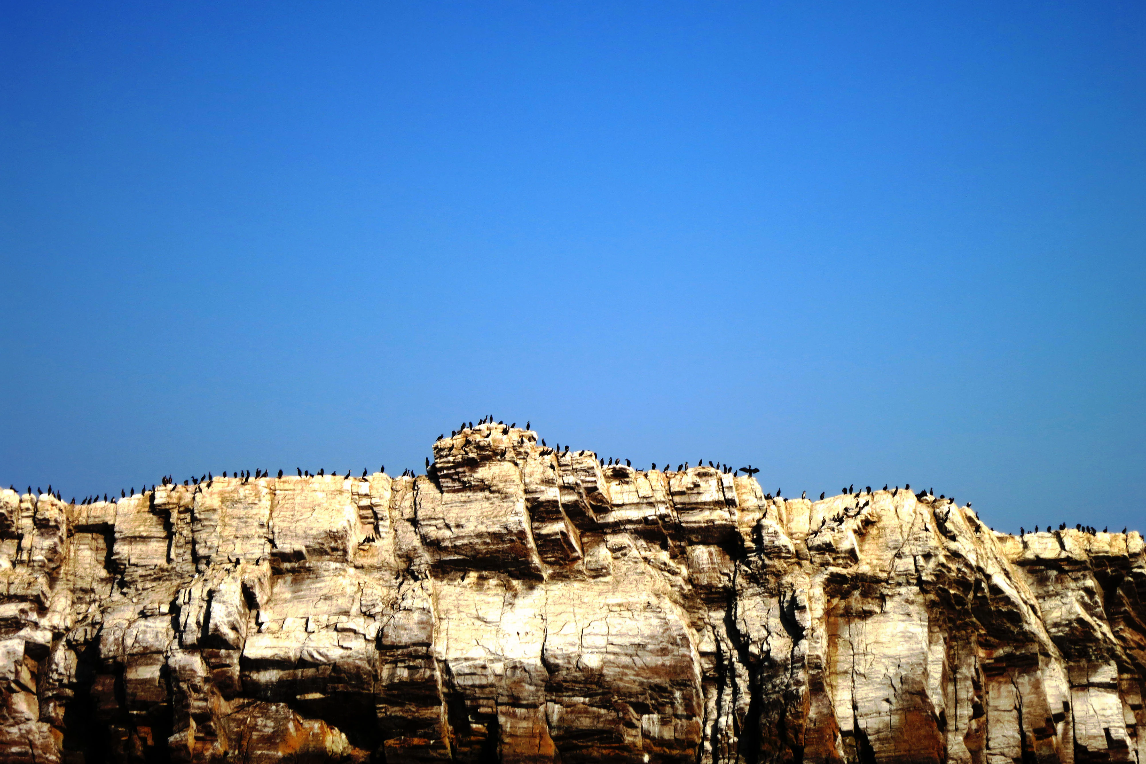 Una toma amplia y de ángulo bajo de un acantilado rocoso con formaciones de roca pálida y estratificada, coronadas por muchas aves pequeñas y oscuras contra un cielo azul despejado.