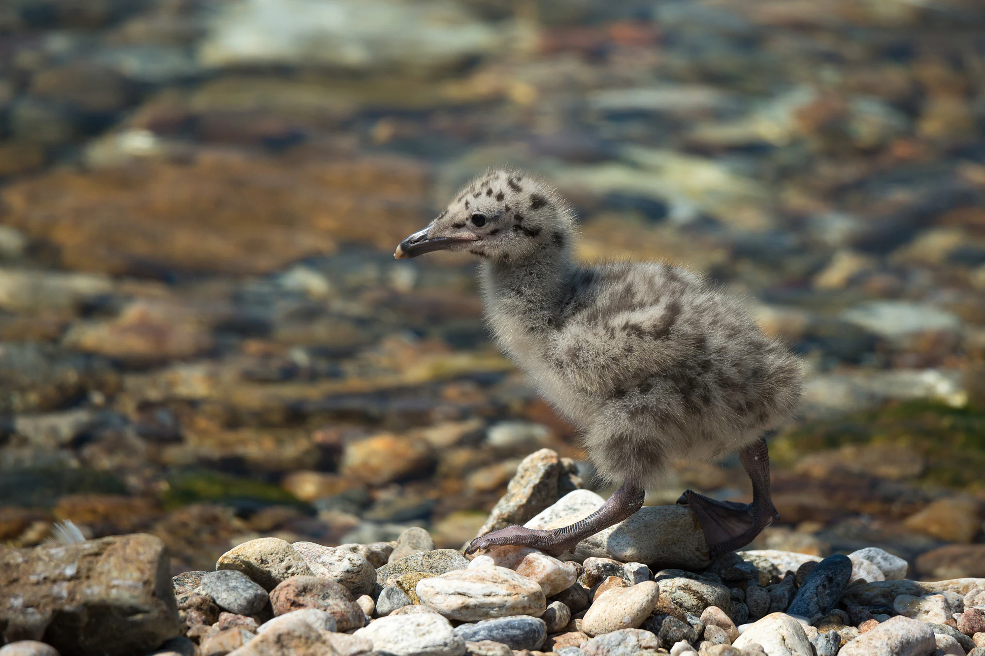 Un polluelo de gaviota esponjoso y moteado de pie sobre un lecho de piedras de río lisas y de colores variados junto a agua clara.