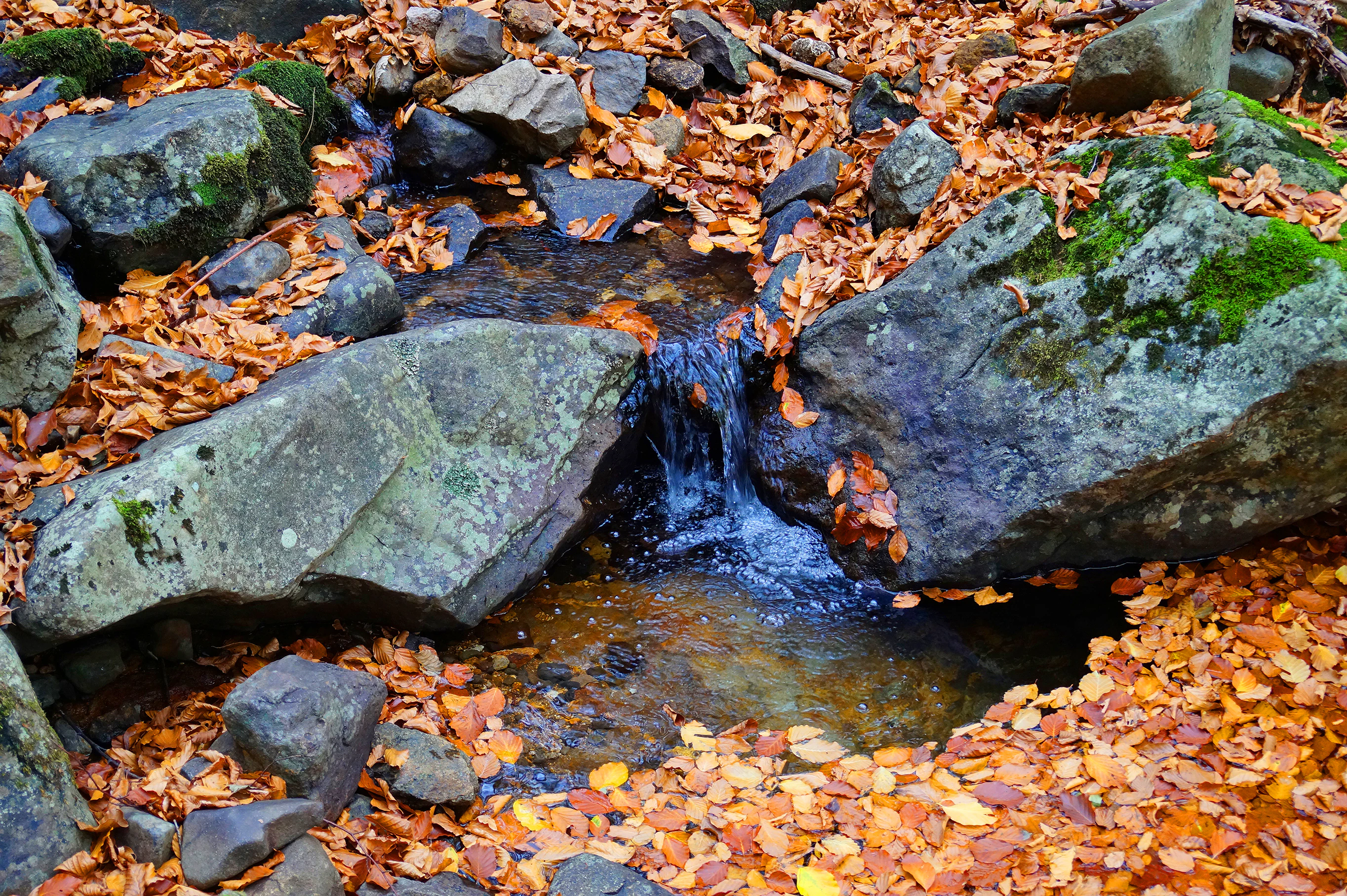 A small stream with clear water flowing over rocks surrounded by fallen orange and brown leaves