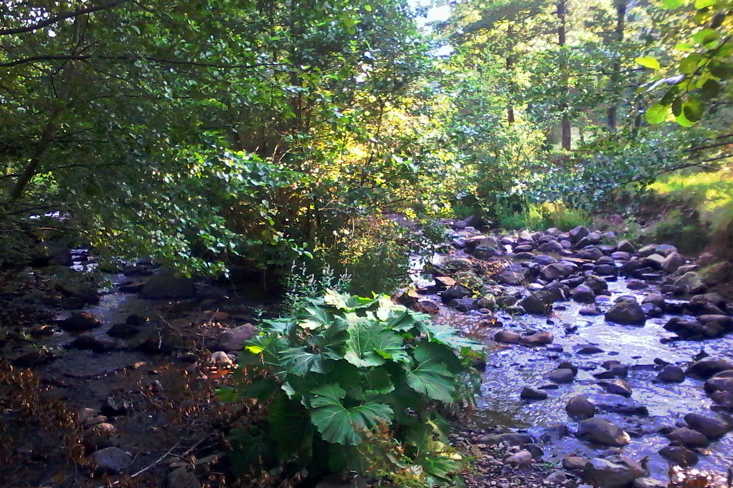 River flowing over rocks in forested area with large green plants and trees