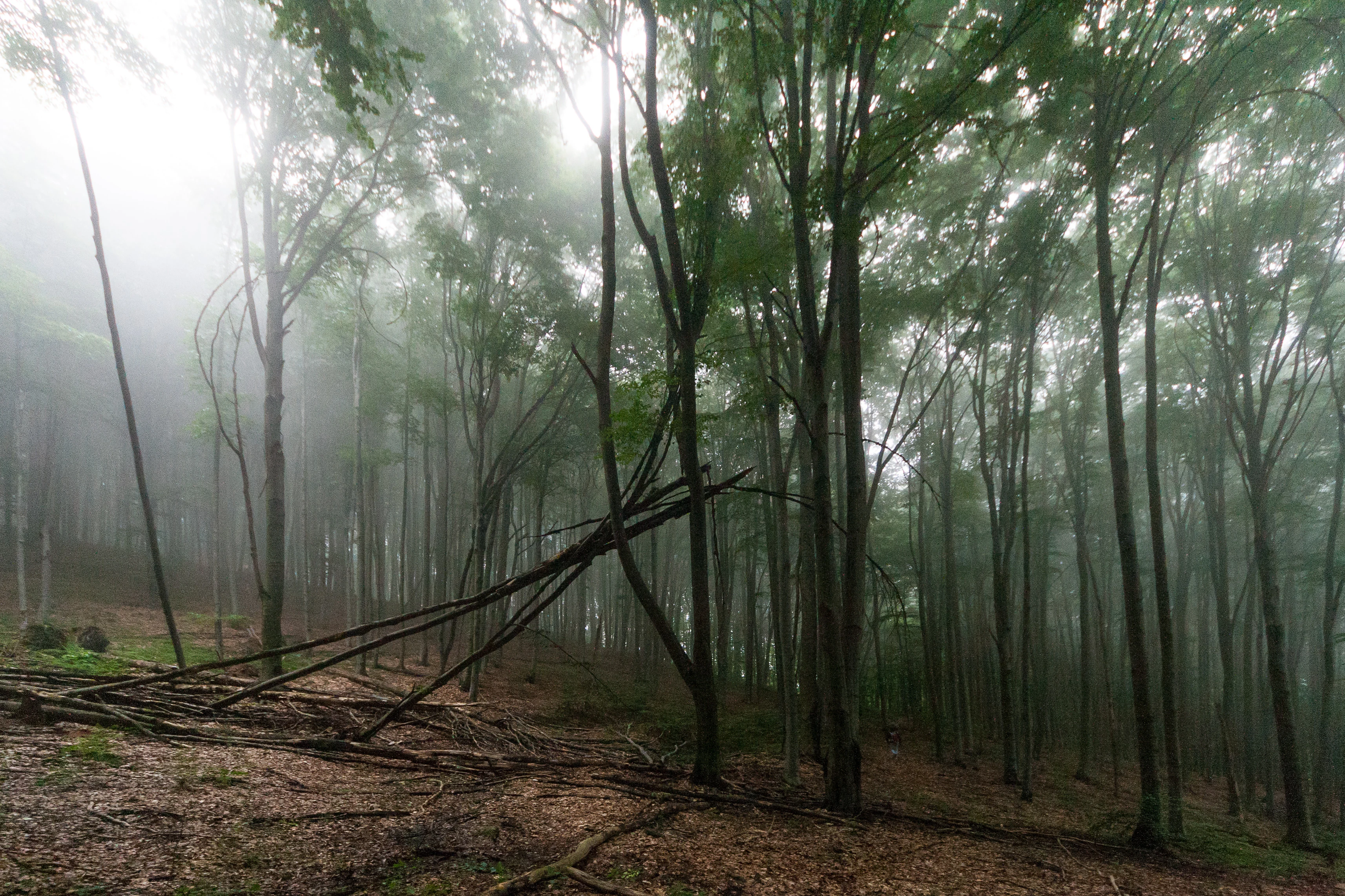 Tall beech trees in a misty forest with fallen logs on the forest floor