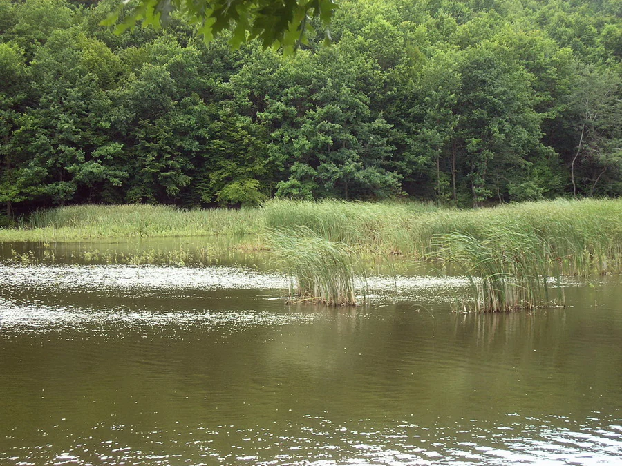 A lake with reeds and dense forest in the background