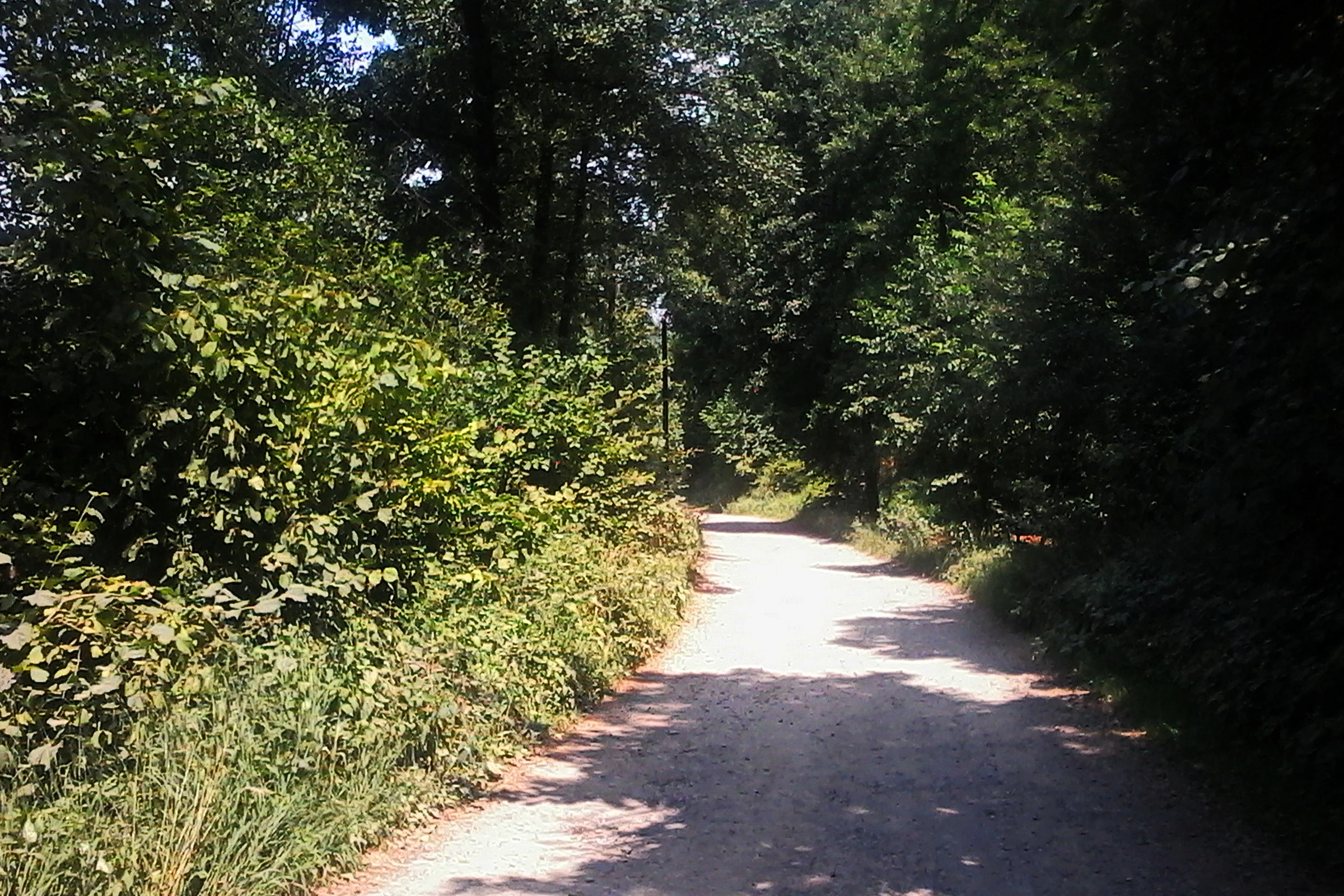 Dirt road surrounded by dense green vegetation and trees leading into the distance