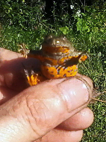 Hand holding a yellow-bellied toad with orange and black markings