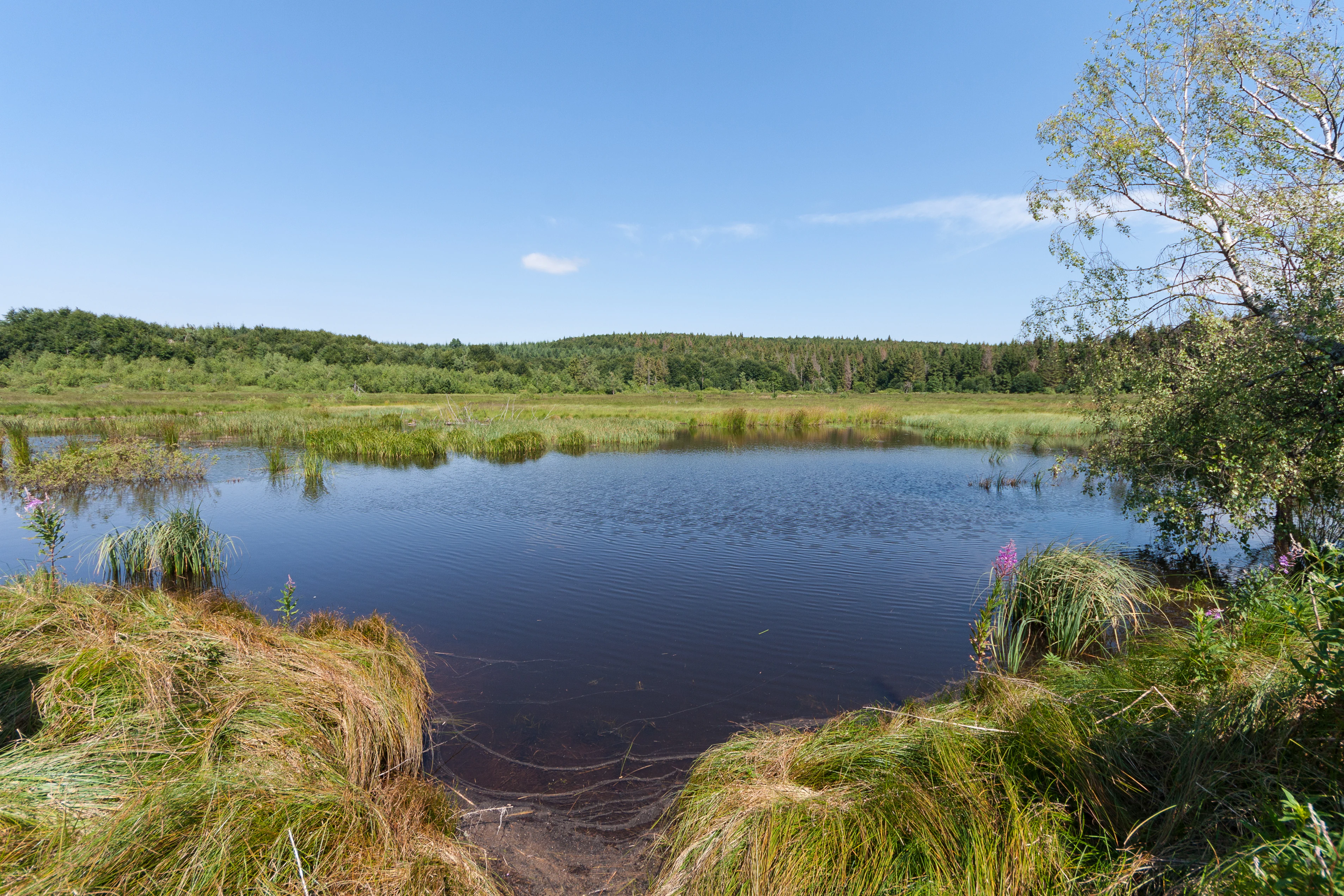 Mountain lake surrounded by grassy vegetation with forested hills in the background under a clear blue sky