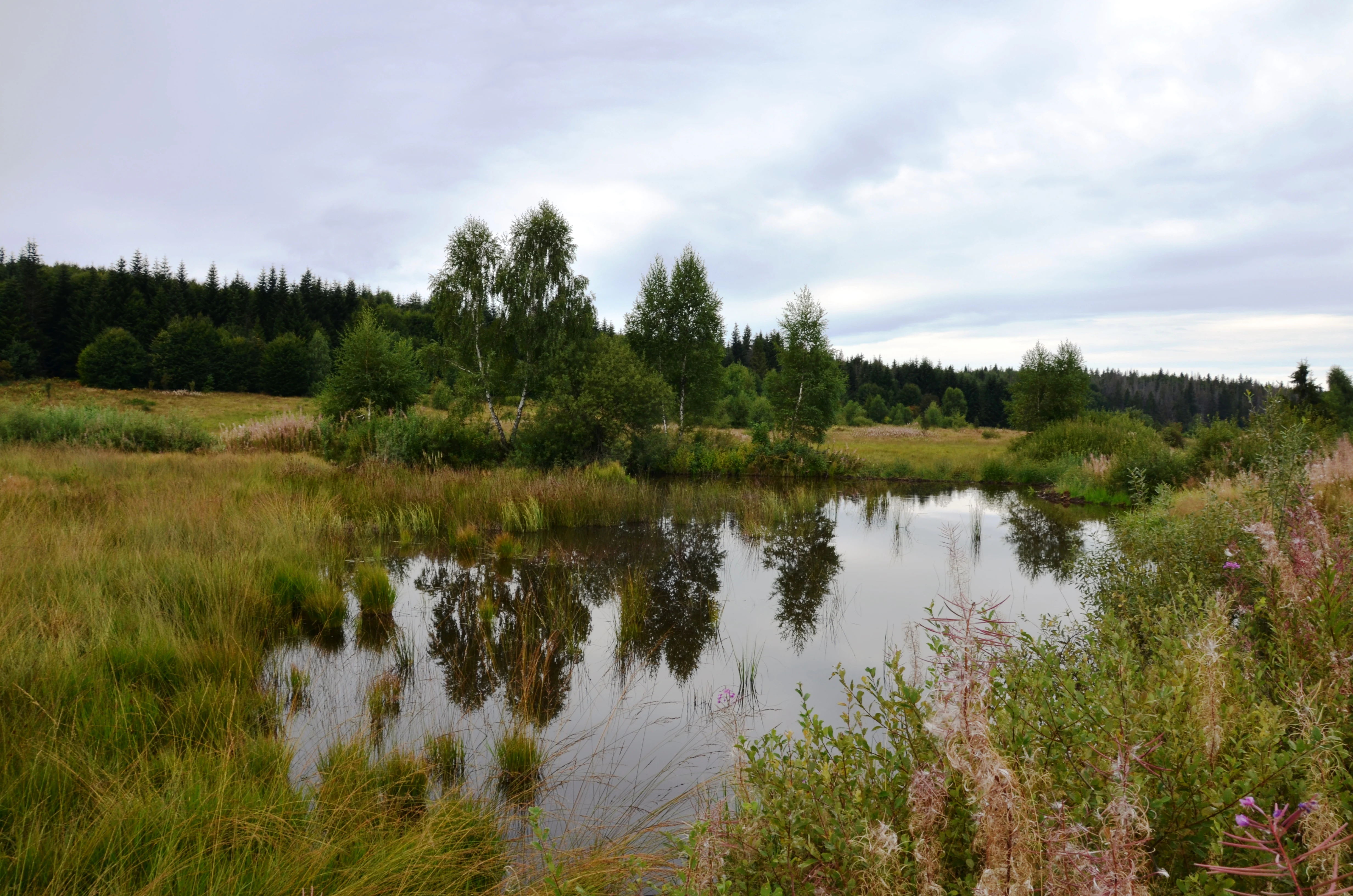 Grassy field with a small pond reflecting trees and sky under overcast conditions