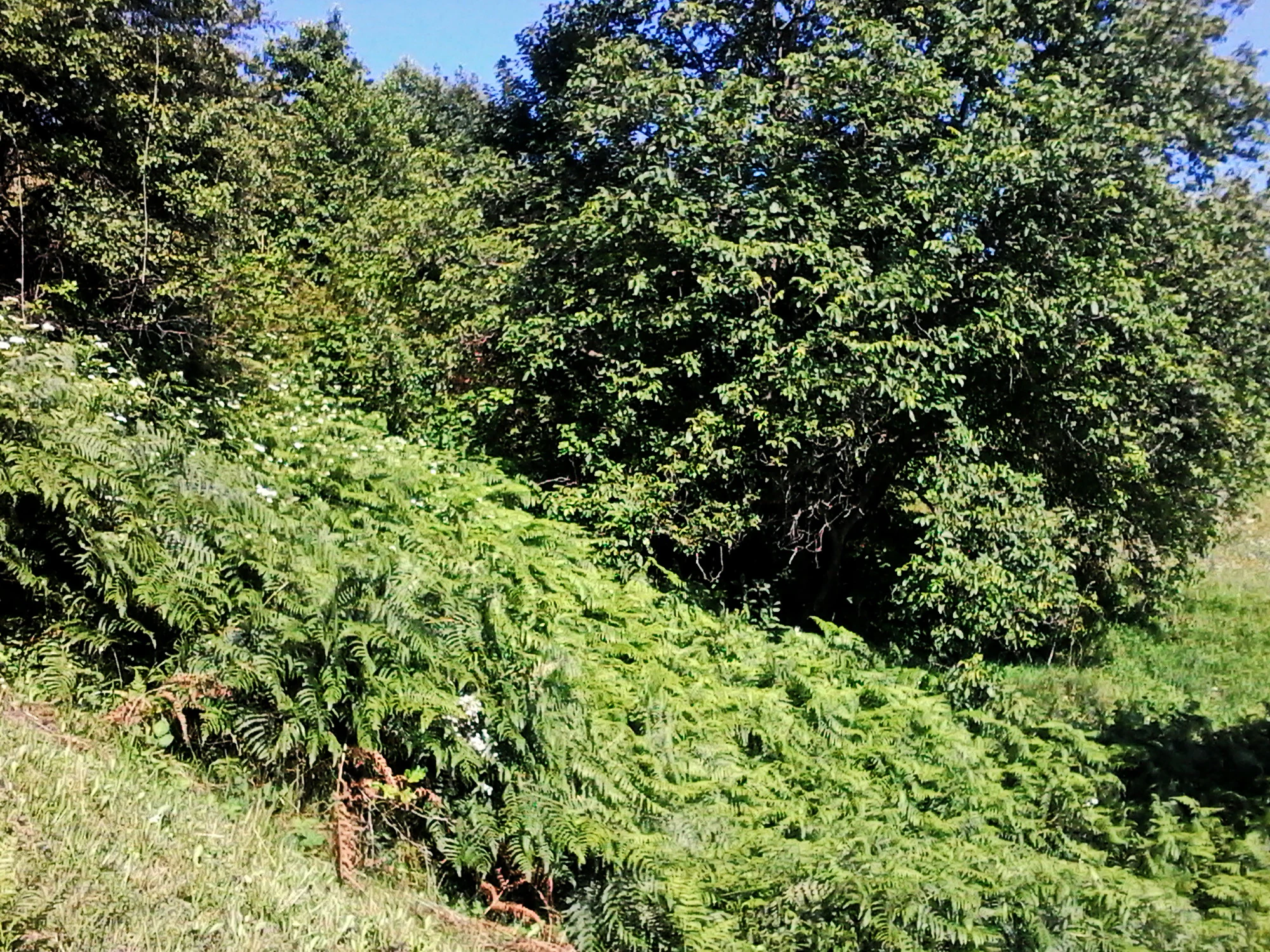 Lush green ferns and trees in a forest edge setting with bright sunlight