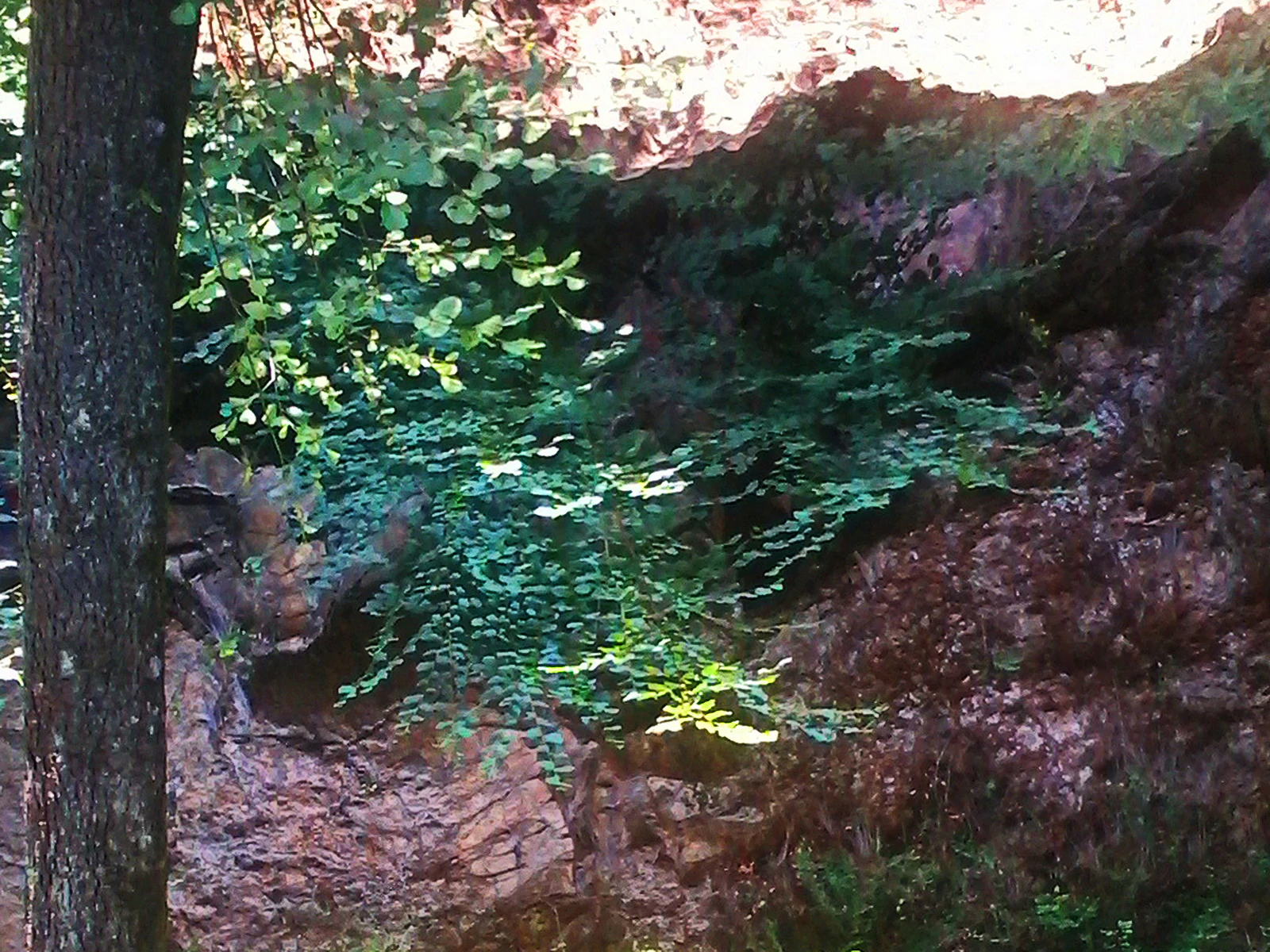 Rocky cliff face with green foliage and a tree trunk in the foreground