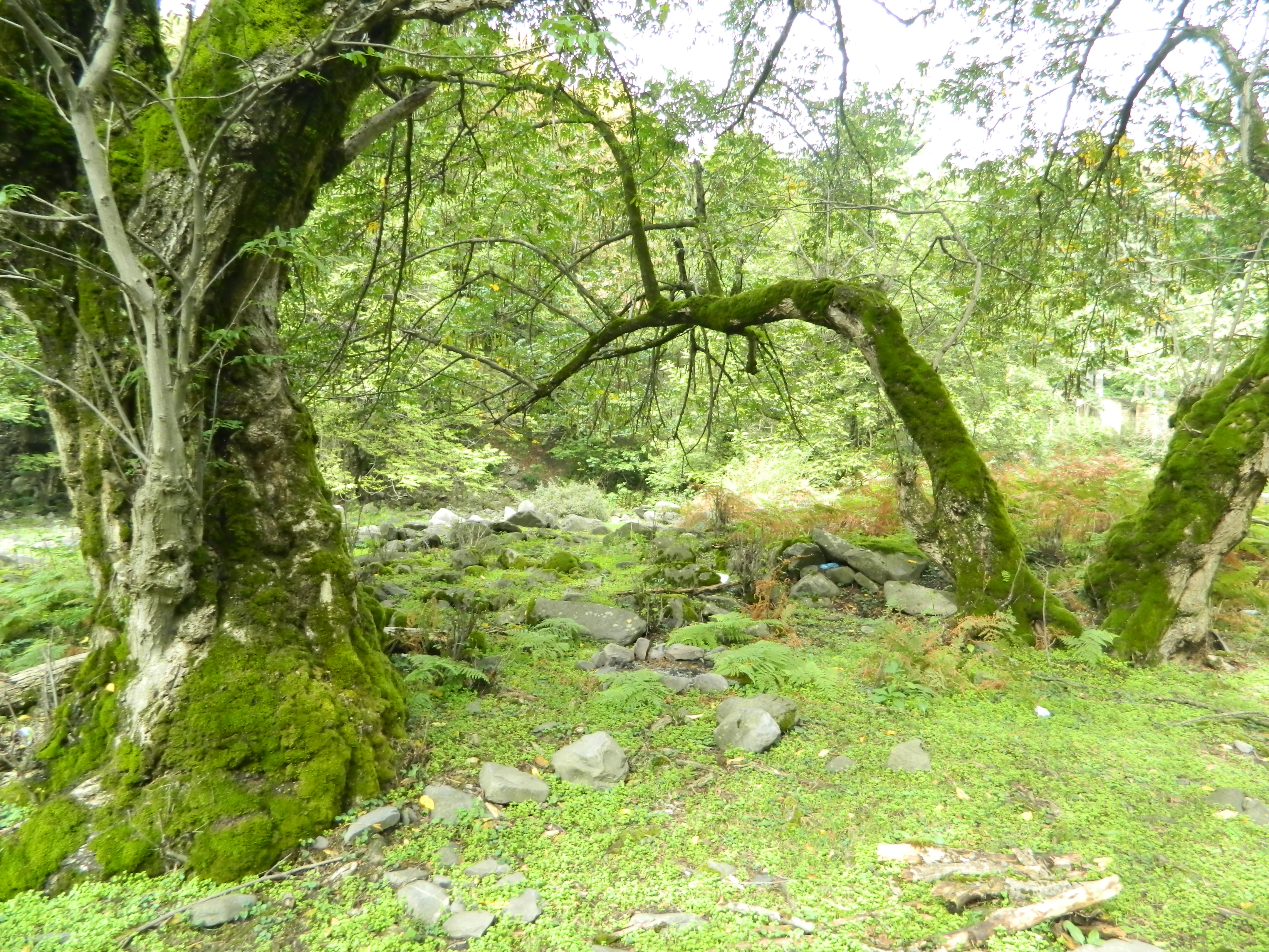 A lush, green forest scene featuring large, mature trees covered in thick green moss, with rocky ground and dense foliage in the background.