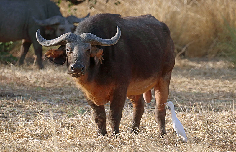 Búfalo con grandes cuernos curvados de pie en hierba seca, con otro búfalo y un pájaro blanco al fondo.