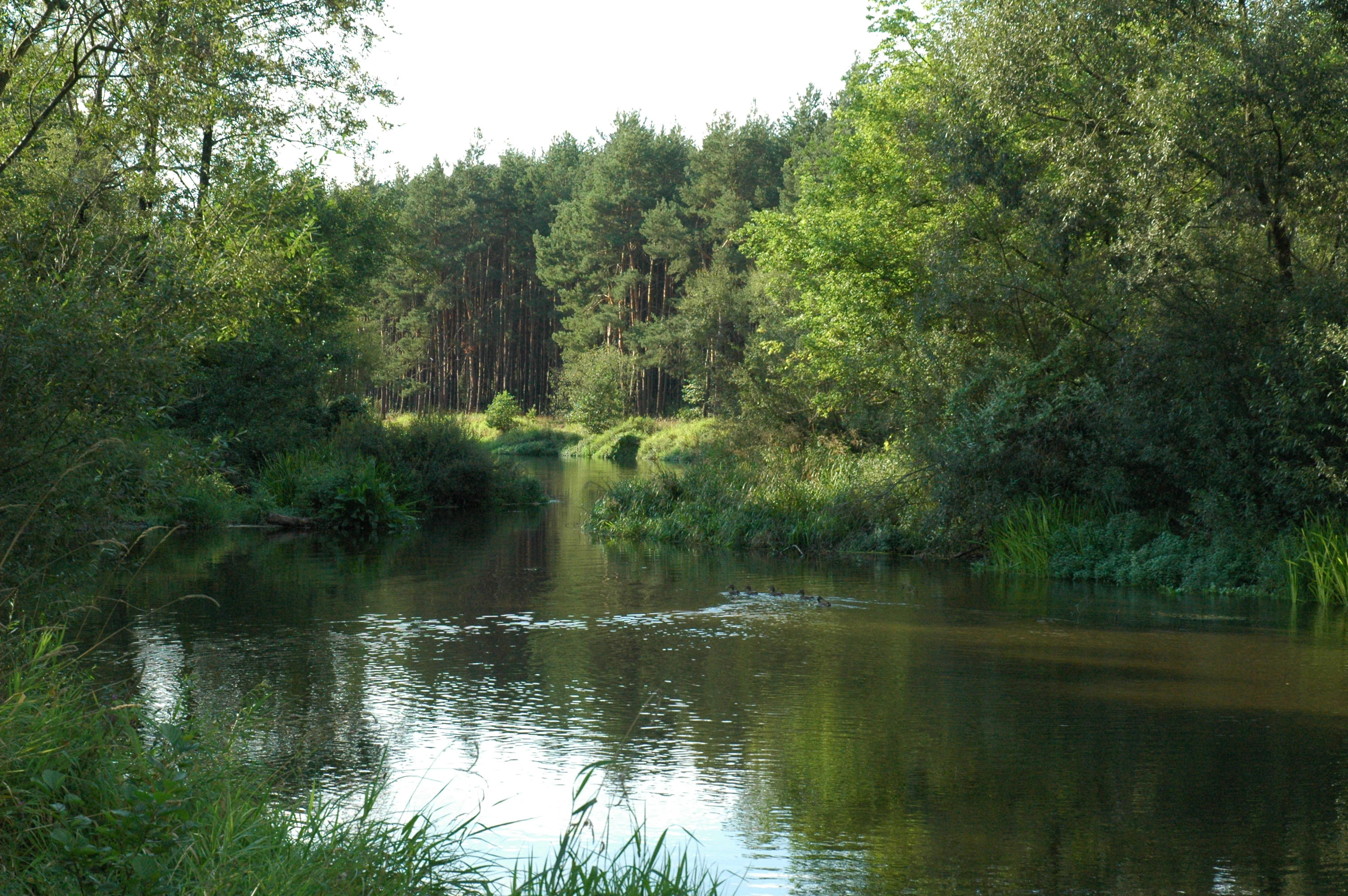 A calm, slow moving river winding through a dense forest with trees and green vegetation along the banks.