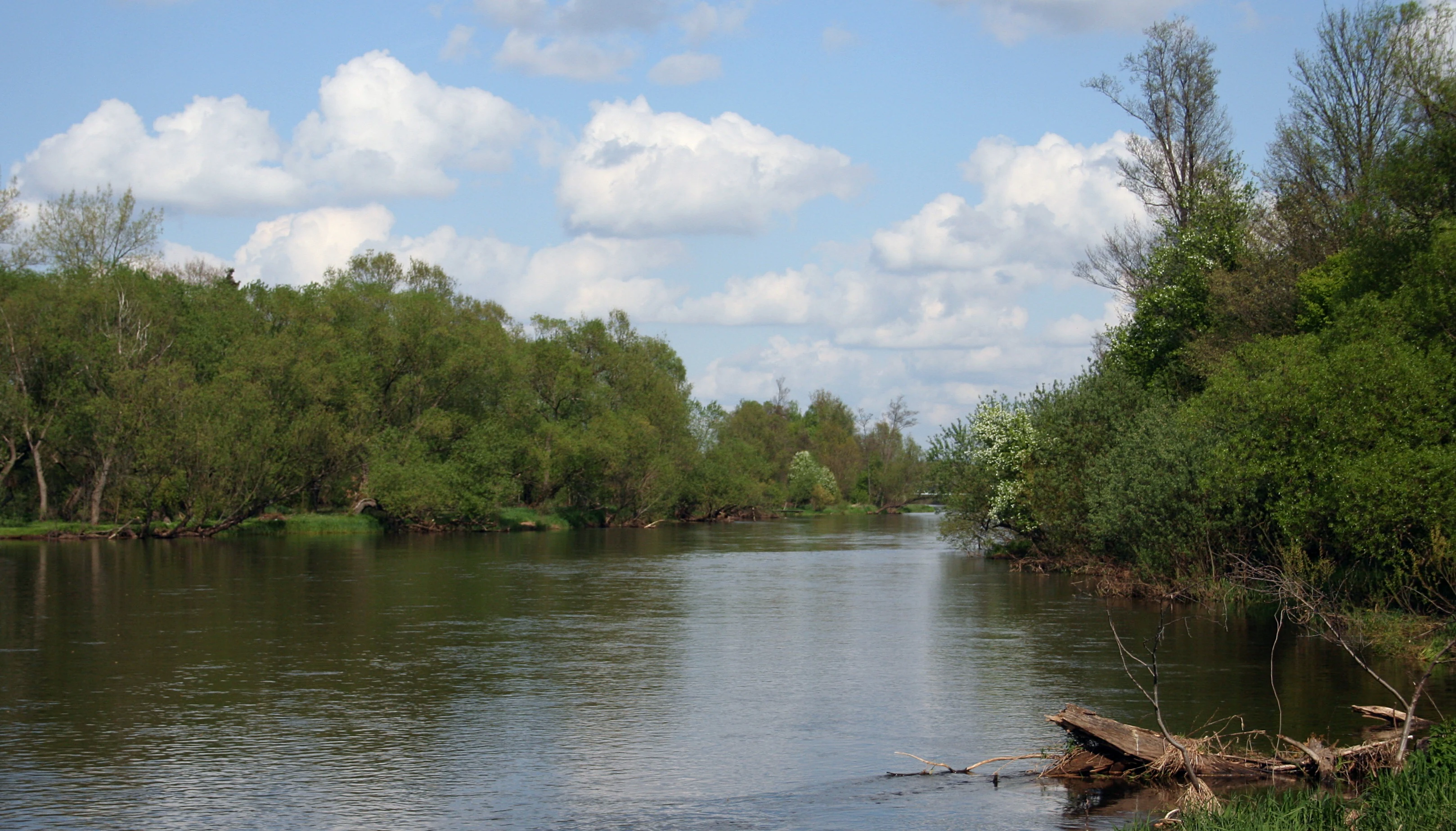 A peaceful river winds through a forest with dense trees on both banks and a blue sky with white clouds above.