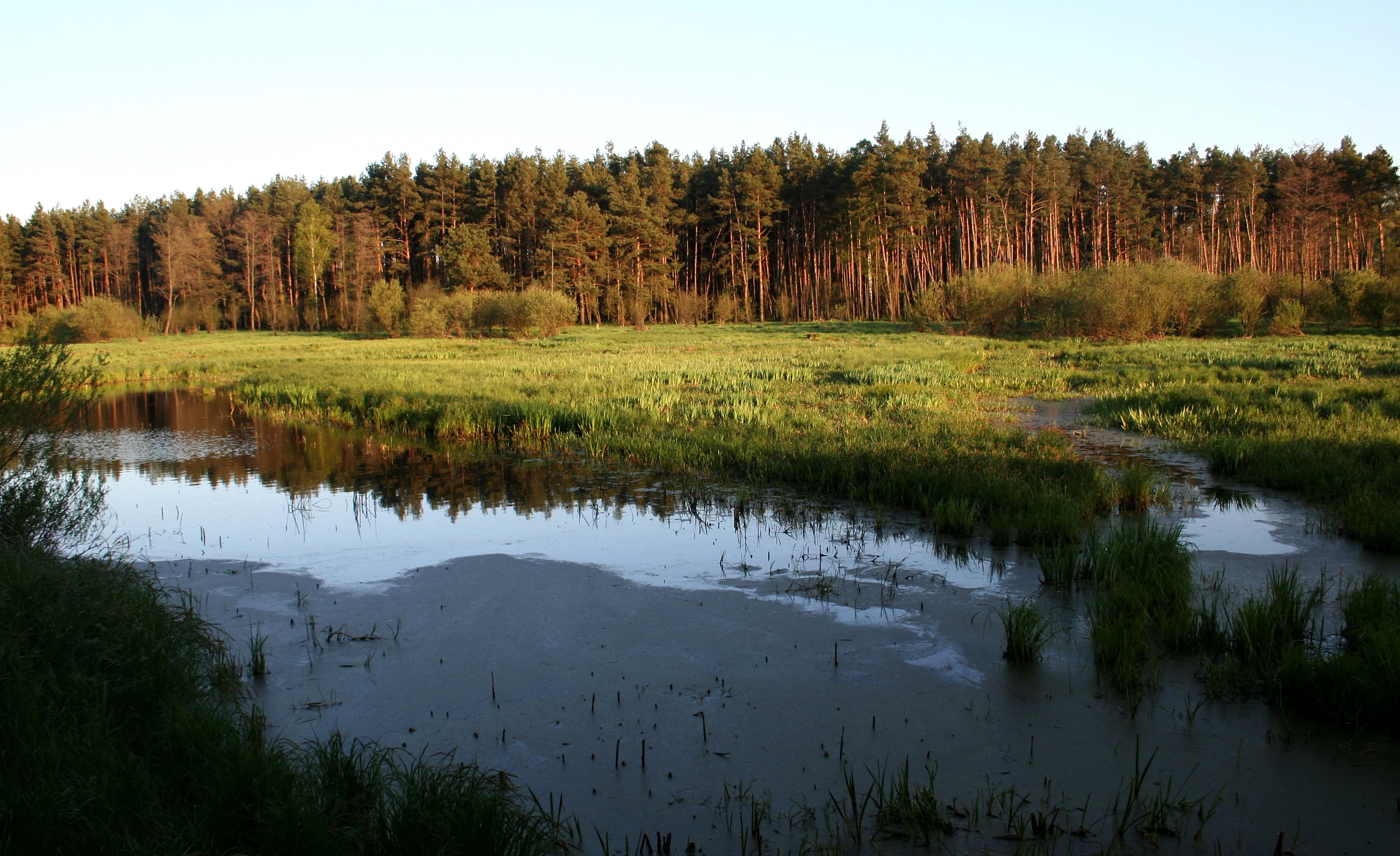 A peaceful wetland scene with a calm pool of water in the foreground, grassy meadows in the midground, and a dense pine forest standing against the horizon under soft light.