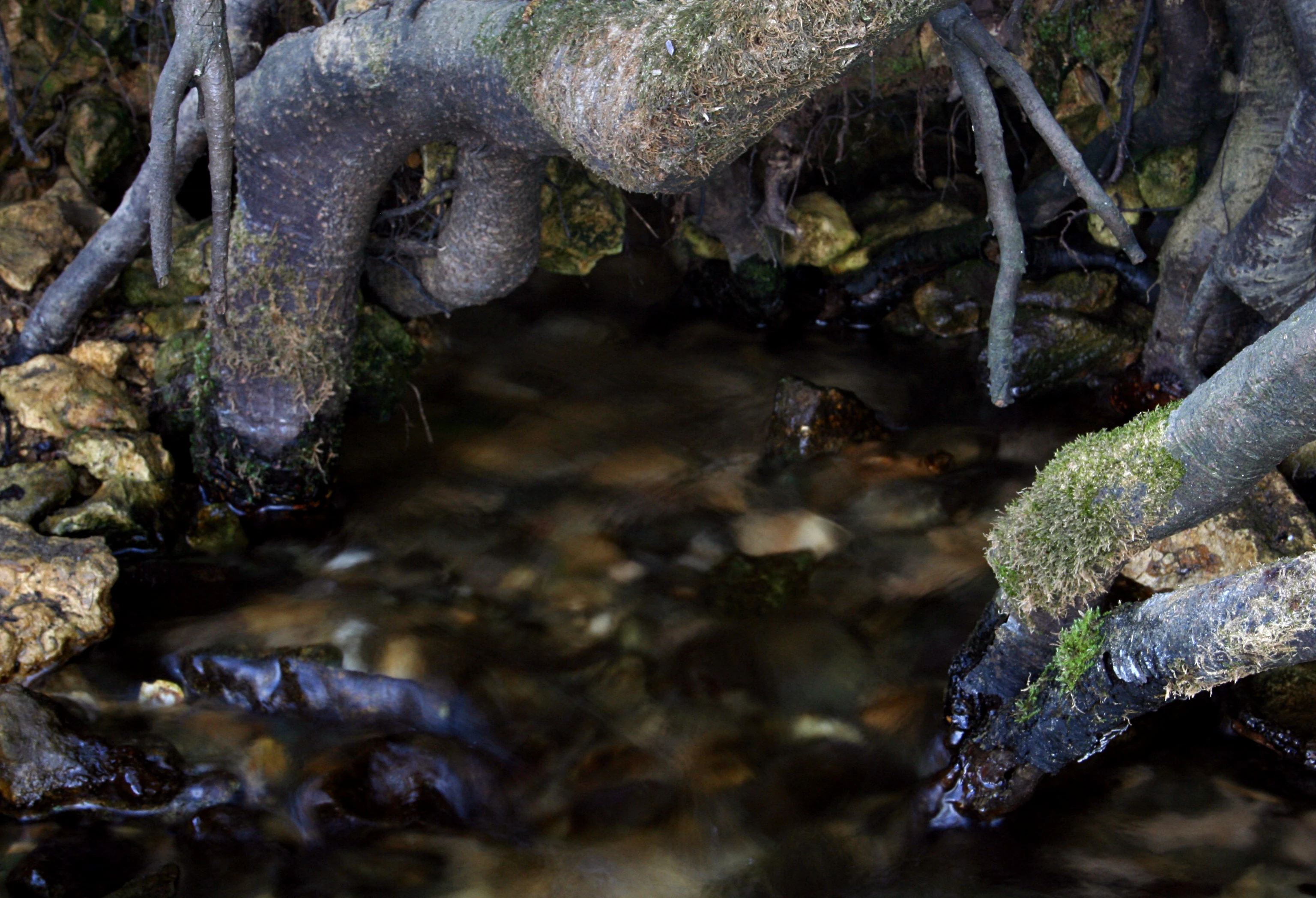 A close-up view of the Granatowe Zrodla springs where clear water flows beneath tangled, moss-covered tree roots and over a rocky bed.