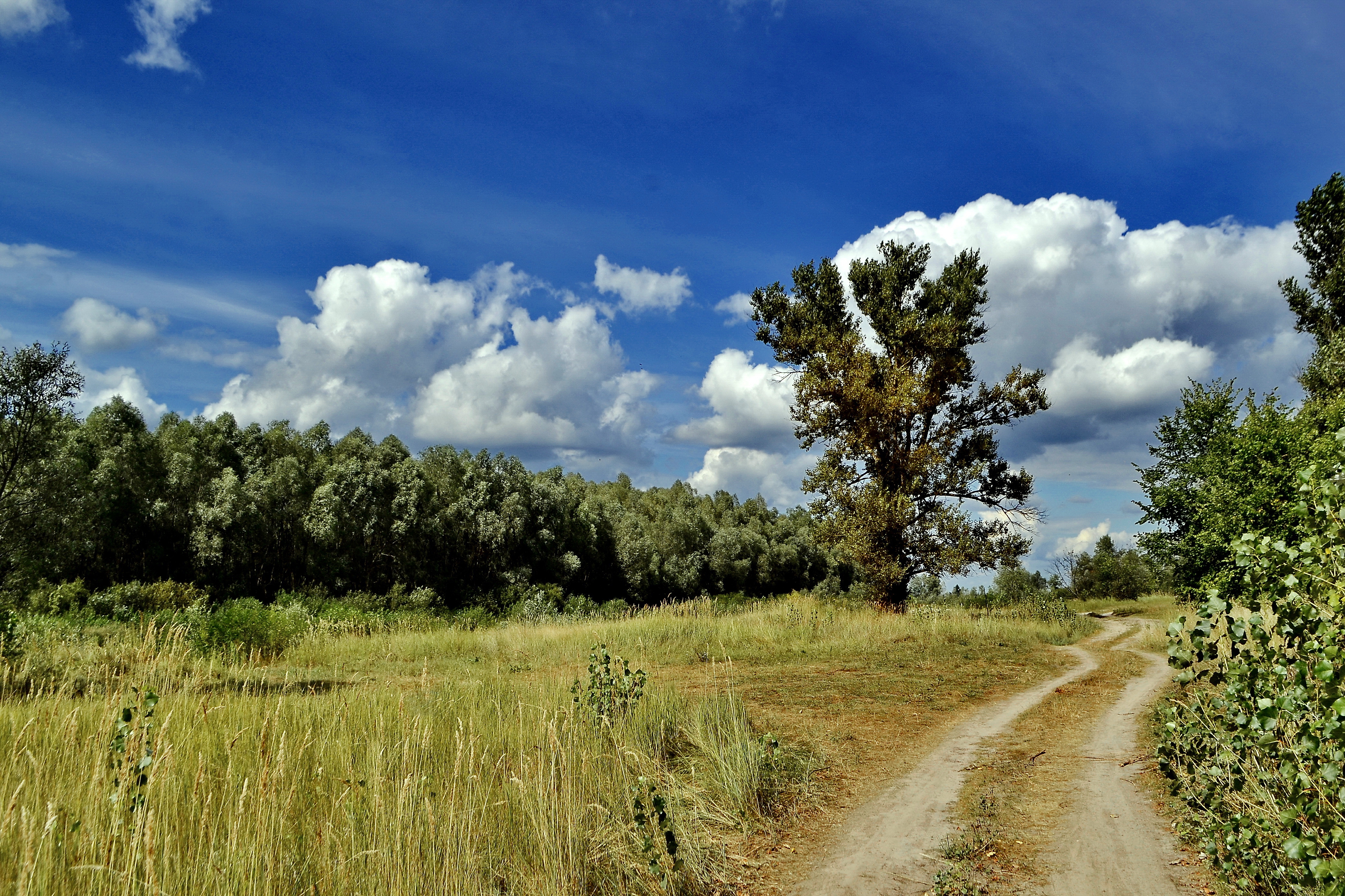 Dirt road in a grassy field with scattered trees and a blue sky with clouds