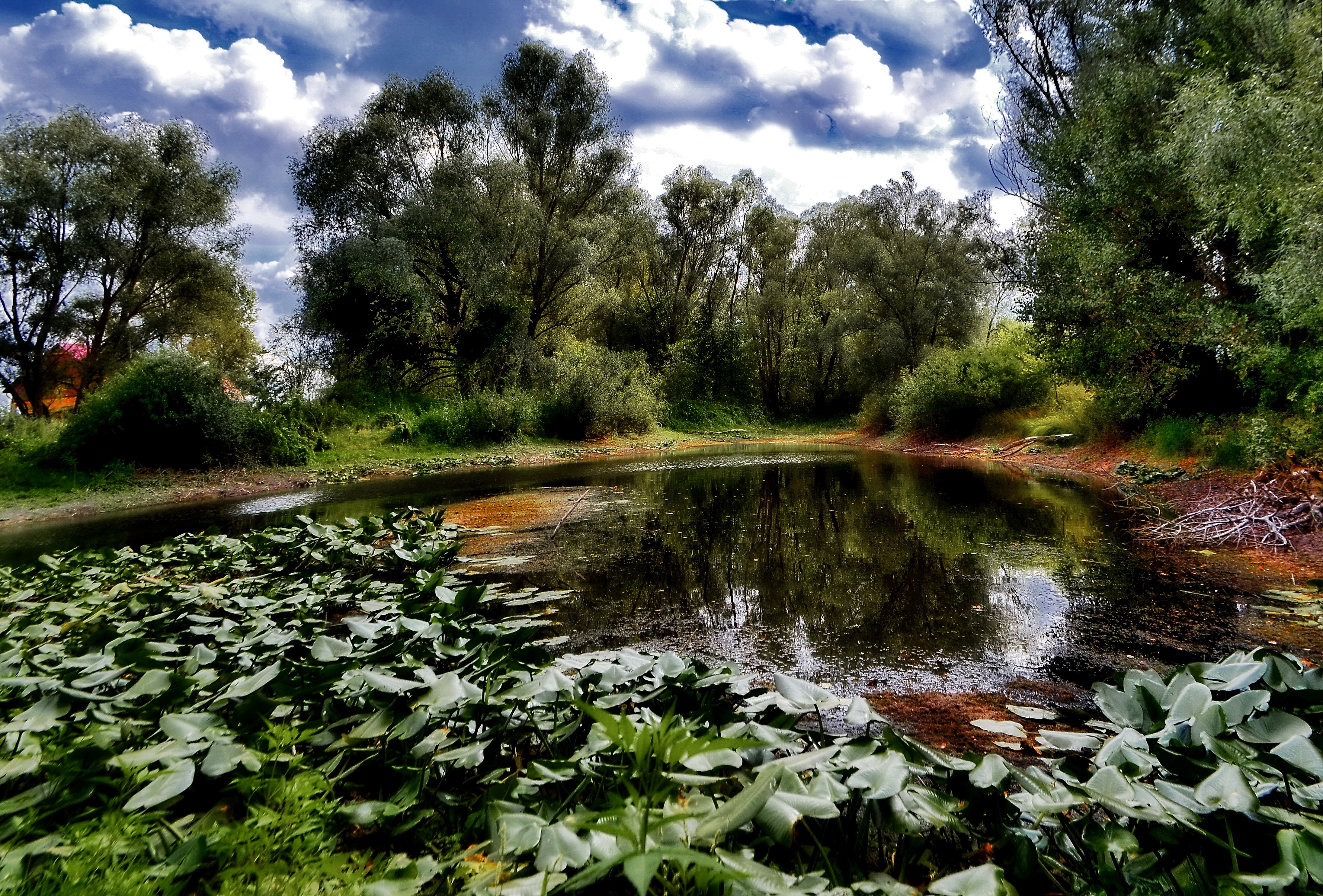 A swamp landscape with water plants and trees under a partly cloudy sky