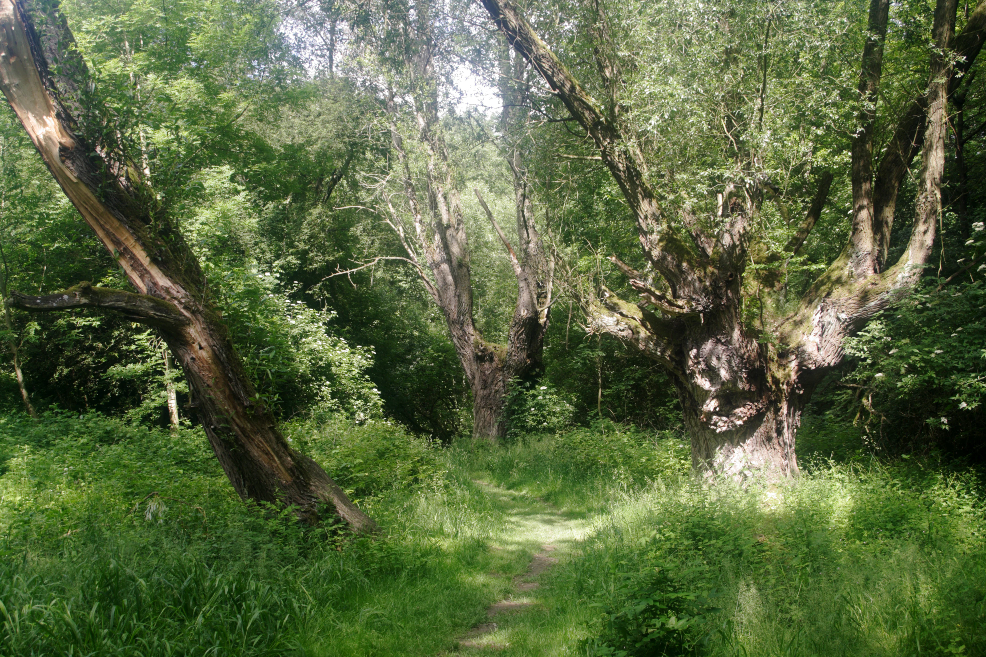 Un sendero serpentea por una zona boscosa en Zaufensgraben, enmarcado por grandes y nudosos sauces de troncos gruesos y follaje verde.