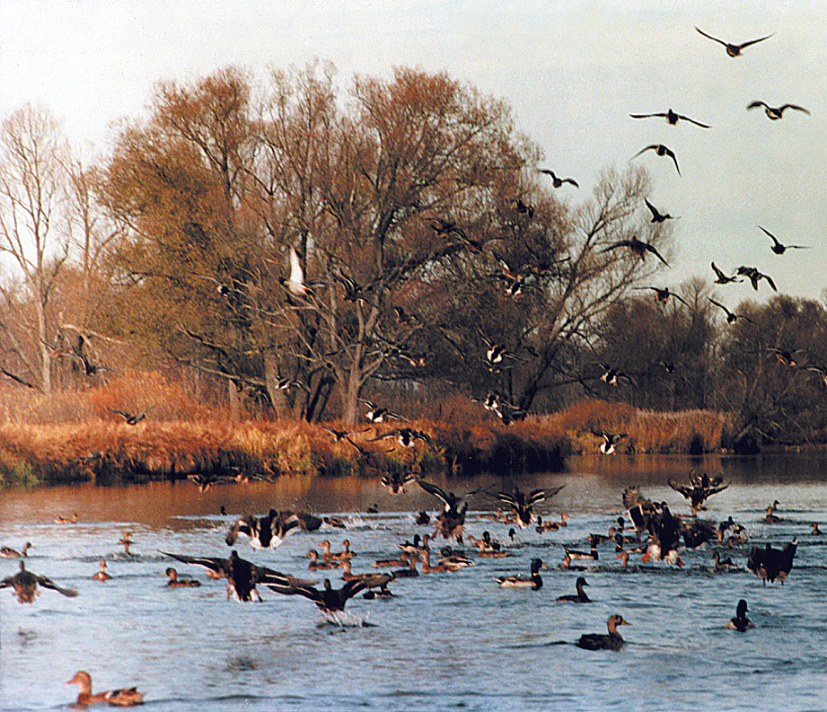 Una gran bandada de patos y gansos nadando en un río tranquilo, con muchos otros volando en el aire frente a un bosque caducifolio durante el otoño.