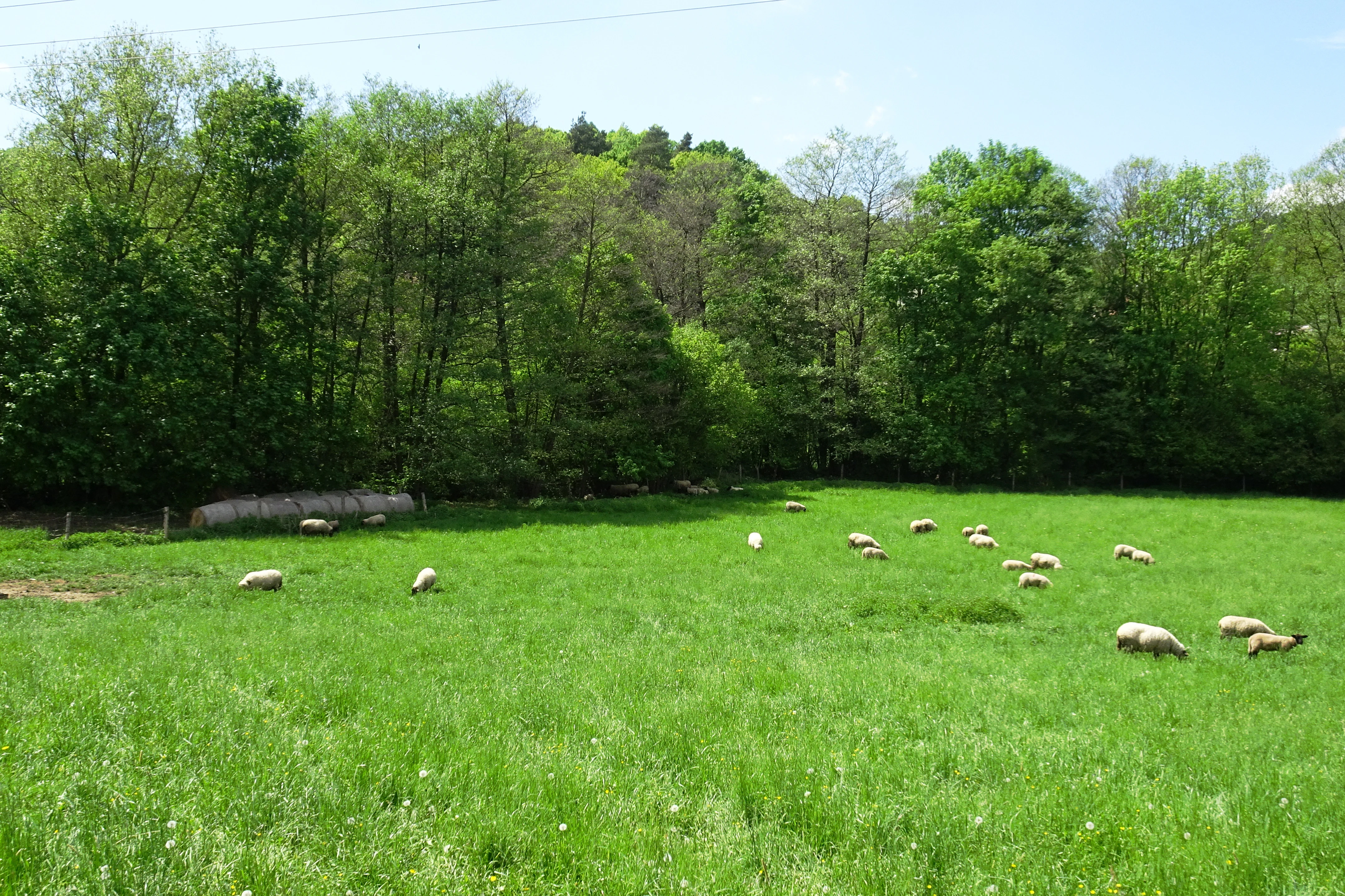A flock of white sheep grazing on a green meadow in front of a dense forest.