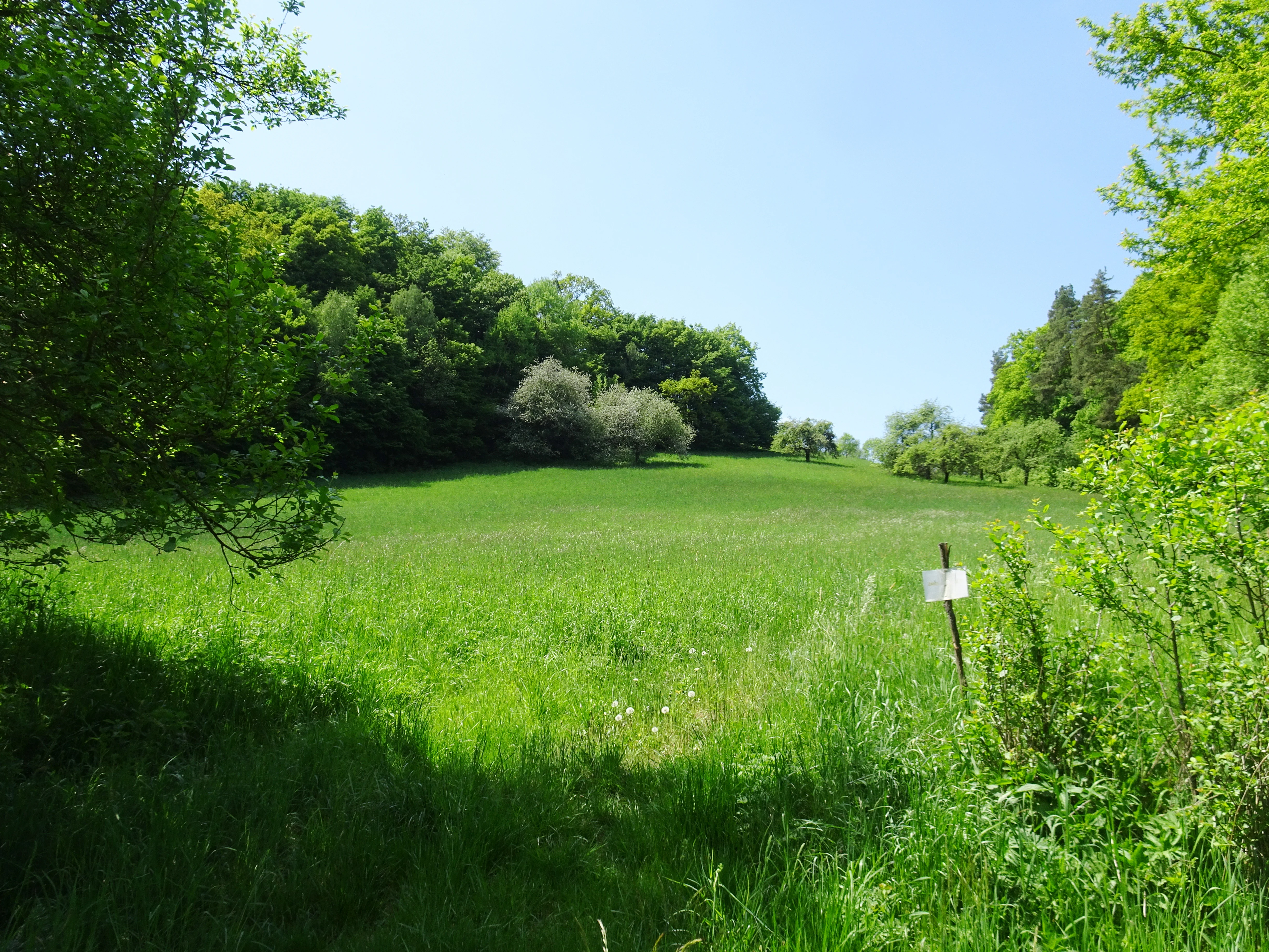 A wide, grassy meadow in spring, bordered by lush green deciduous trees and shrubs under a clear blue sky, with a small trail marker visible on a post.