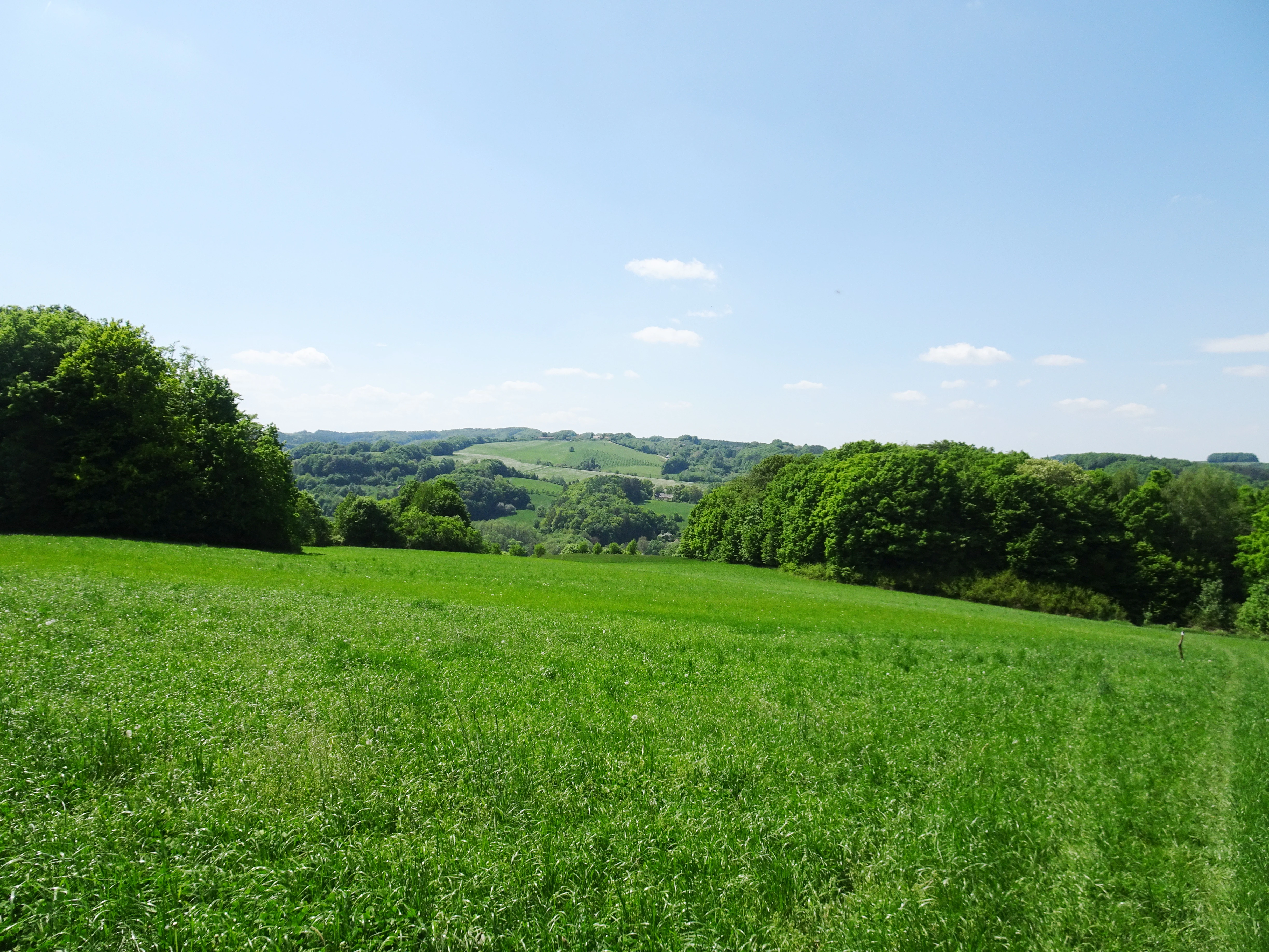 A wide view of a vibrant green meadow sloping down toward a valley, flanked by dense patches of deciduous forest under a clear blue sky.