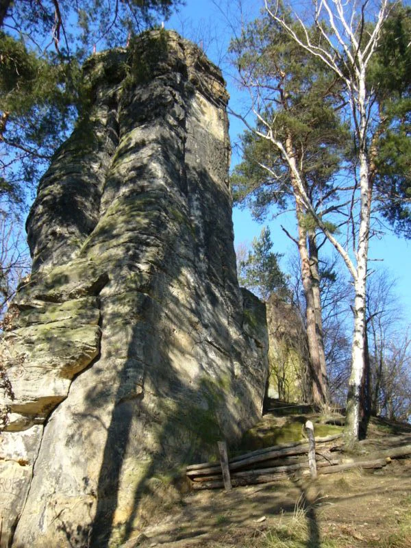 Una formación rocosa de arenisca, alta y vertical, que se eleva sobre un suelo forestal con pinos y abedules.