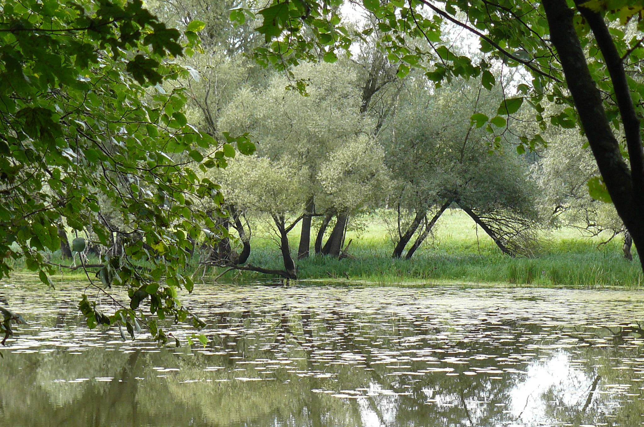 A calm, still pond covered with lily pads reflects the surrounding lush green floodplain forest and deciduous trees in the Zerkowsko-Czeszewski landscape.