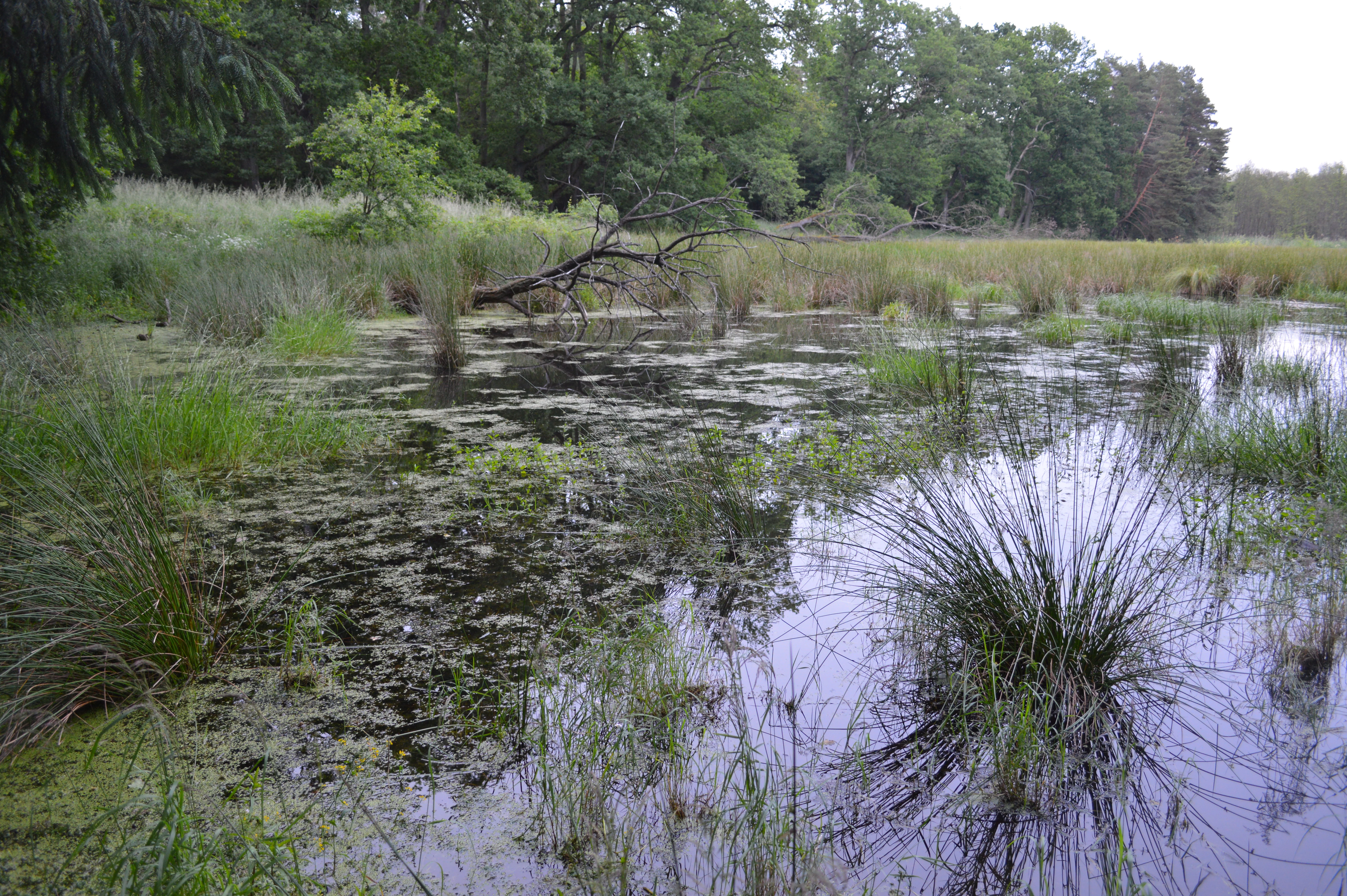 A swampy wetland scene with dark still water, aquatic grasses, and a forest background.