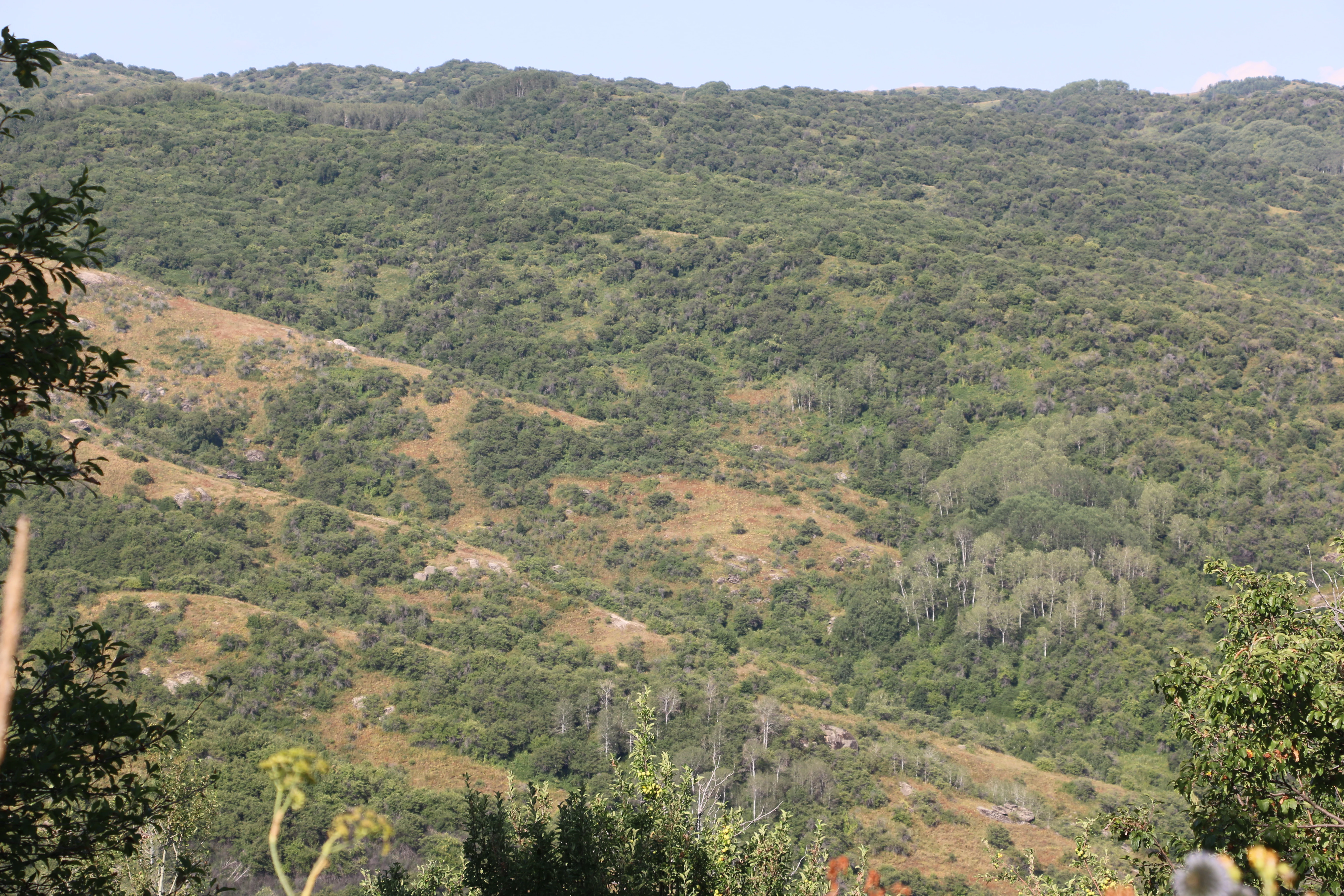 Wide view of forested mountain slopes with varying vegetation and terrain