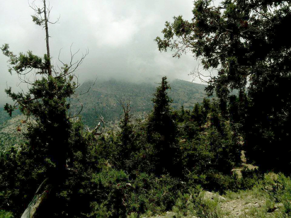 A mountainous landscape dominated by juniper trees with a cloudy, overcast sky.