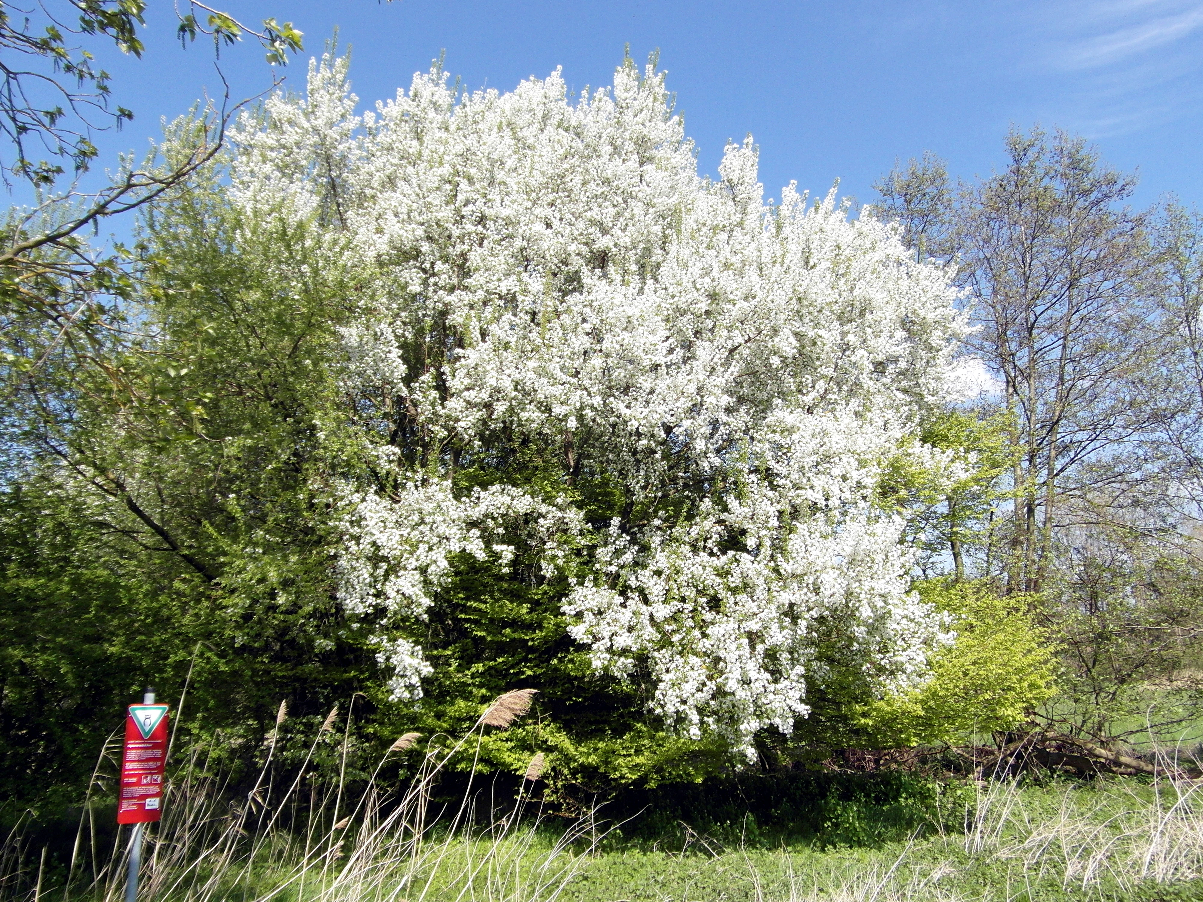 A large tree in full white blossom stands in a green, grassy area with a small red information sign in the lower left foreground.