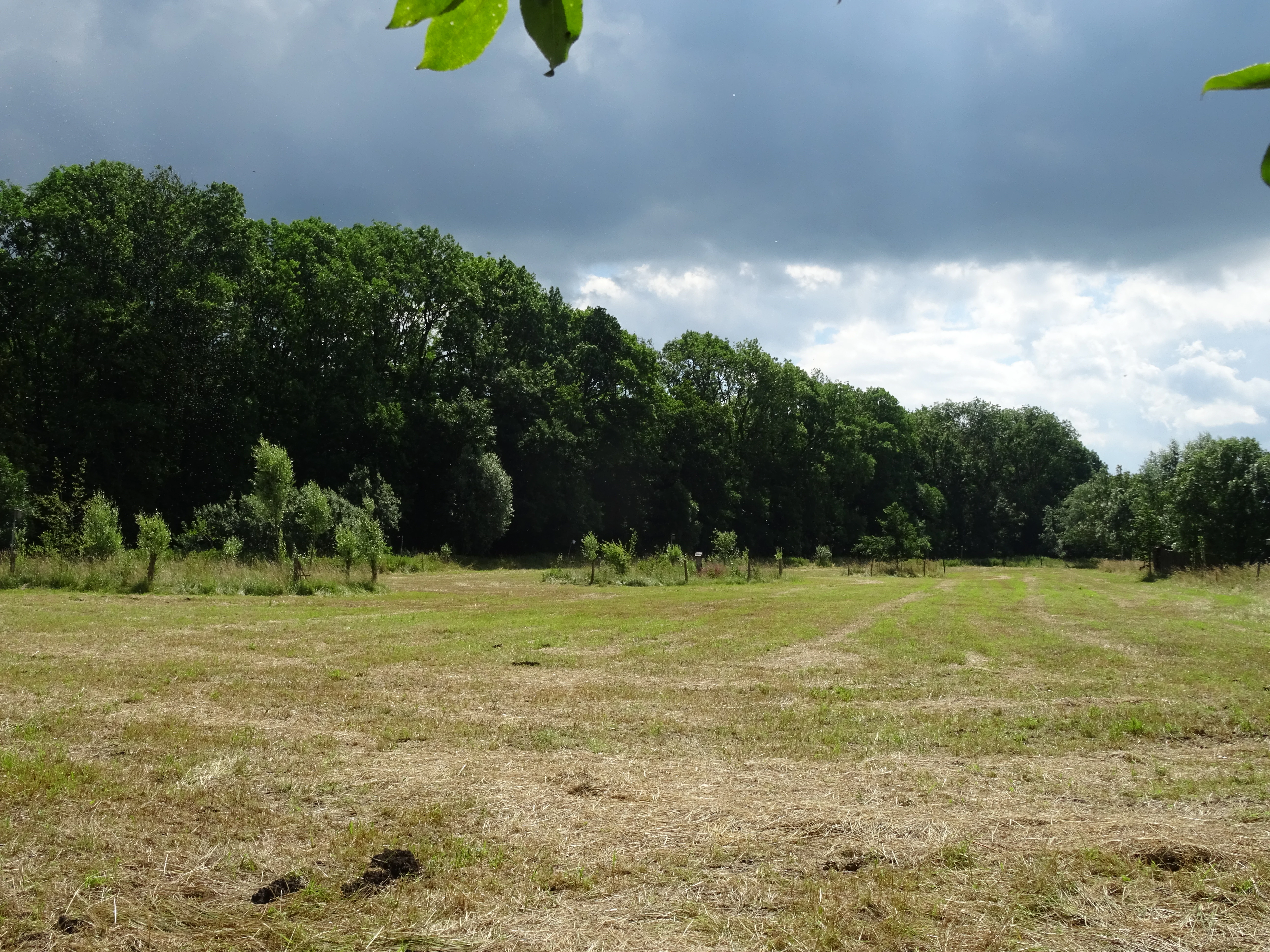 A wide landscape shot of a mown grassy field leading to a dense line of mature green trees under a cloudy sky.