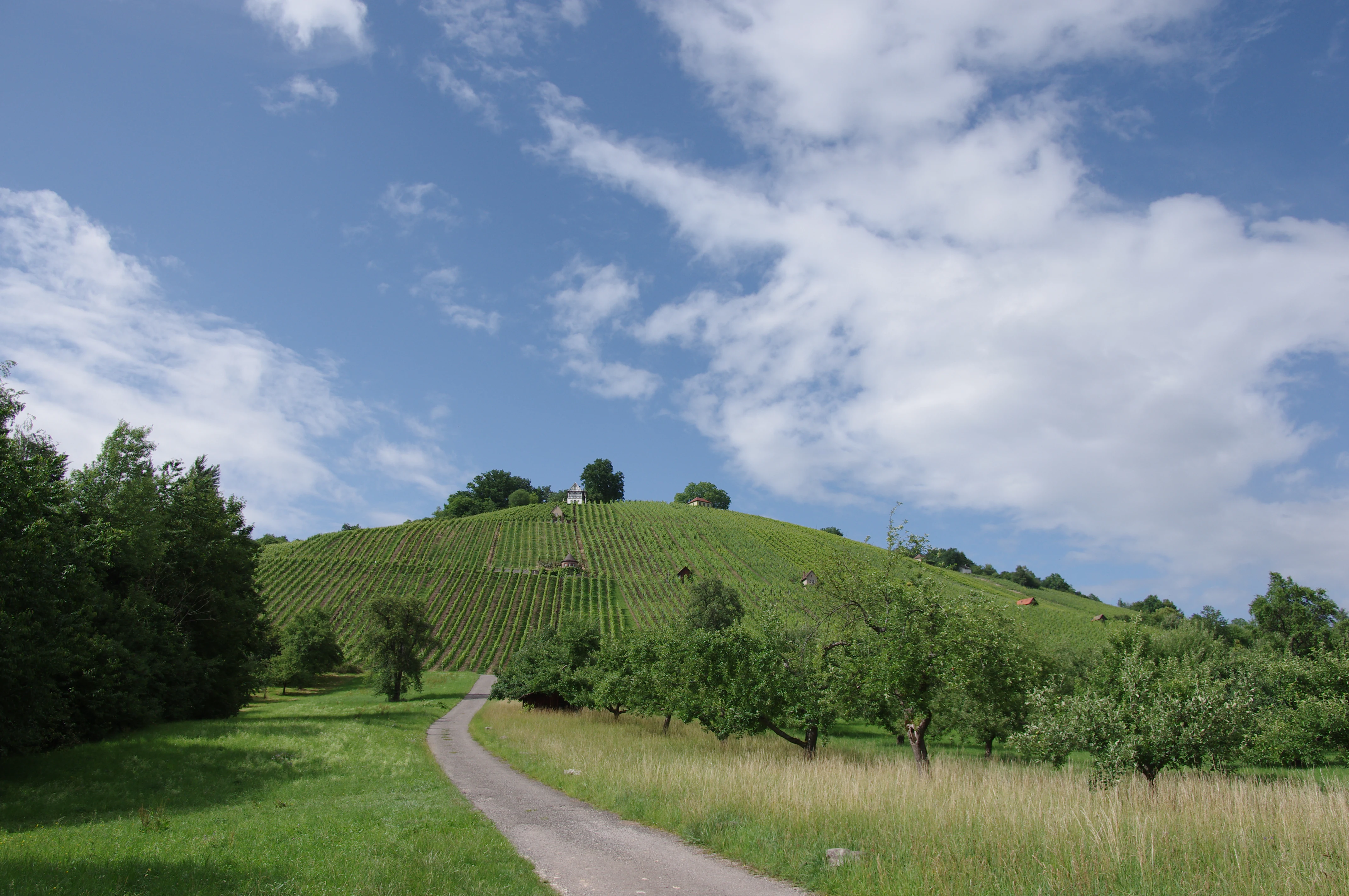 A paved path leads through a green meadow toward a steep hill cultivated with rows of vineyards under a blue sky with scattered clouds.