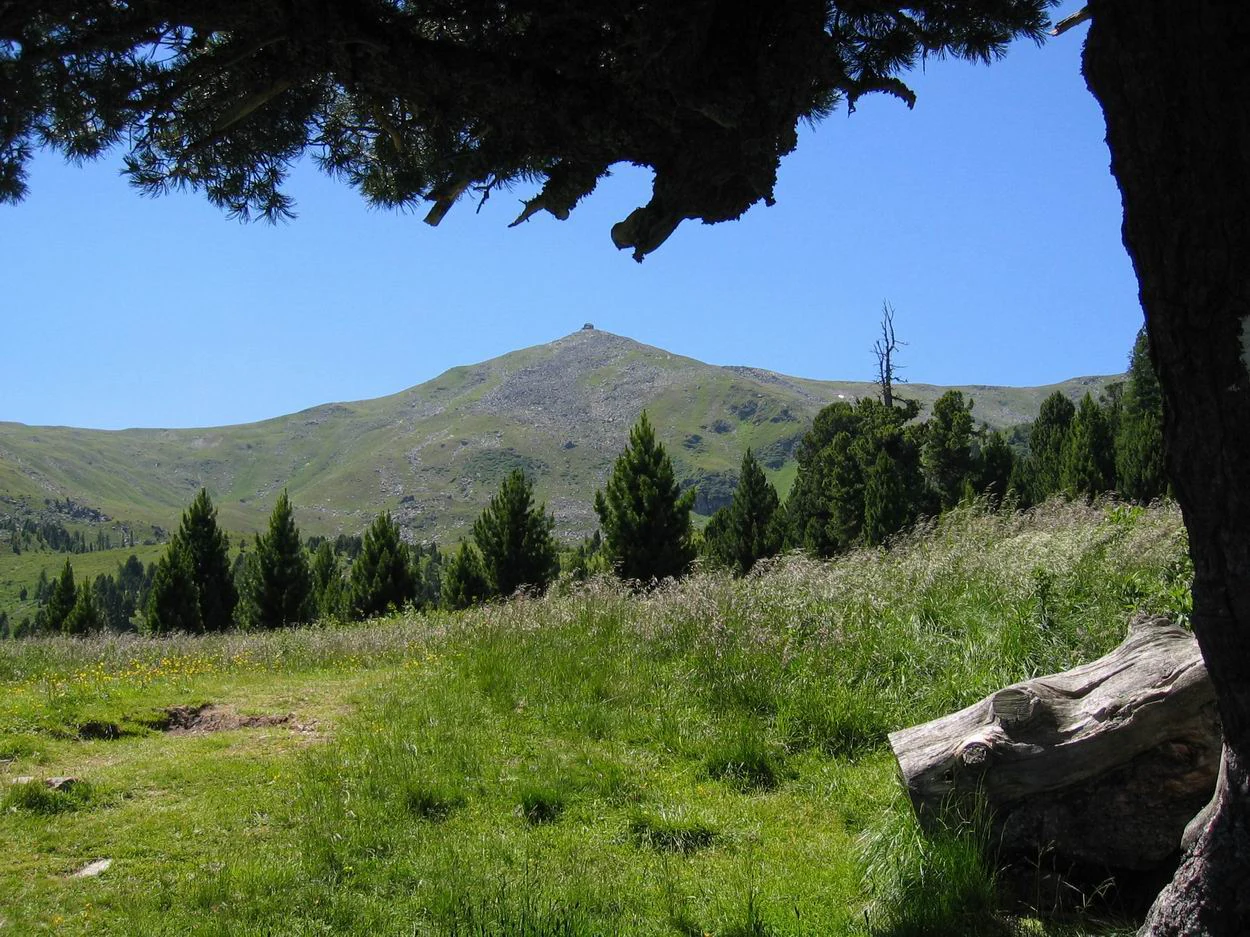 A green alpine meadow leading up to a distant mountain peak against a clear blue sky, framed by the dark silhouette of a tree branch in the foreground.