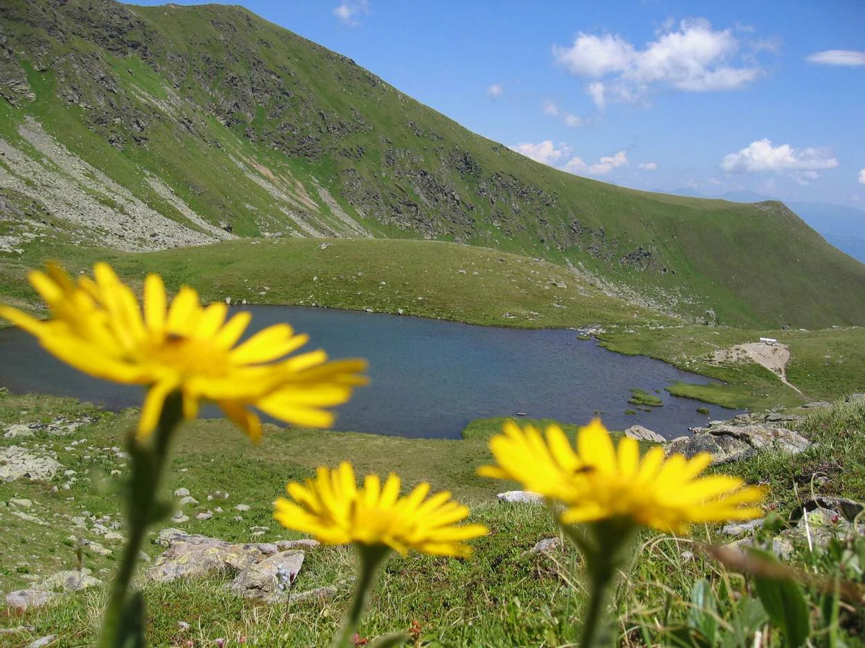 A close up view of yellow alpine flowers in the foreground with a blue alpine lake and grassy mountain slopes in the background.