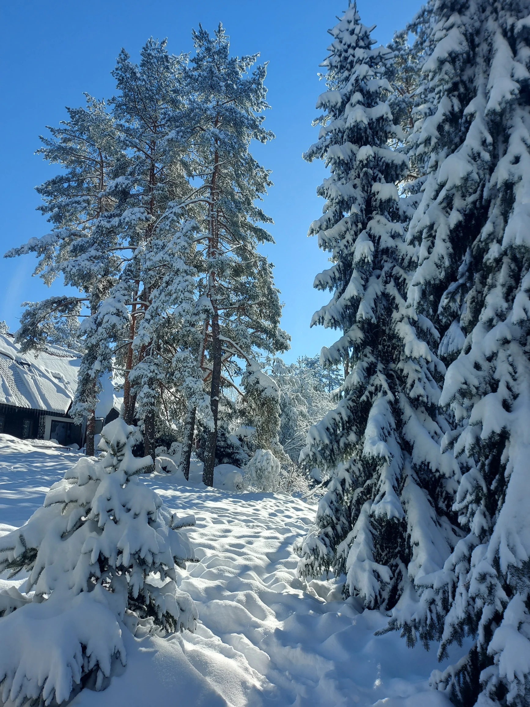 Snow-covered evergreen trees lining a snowy path under a clear blue sky, with a building partially visible in the background