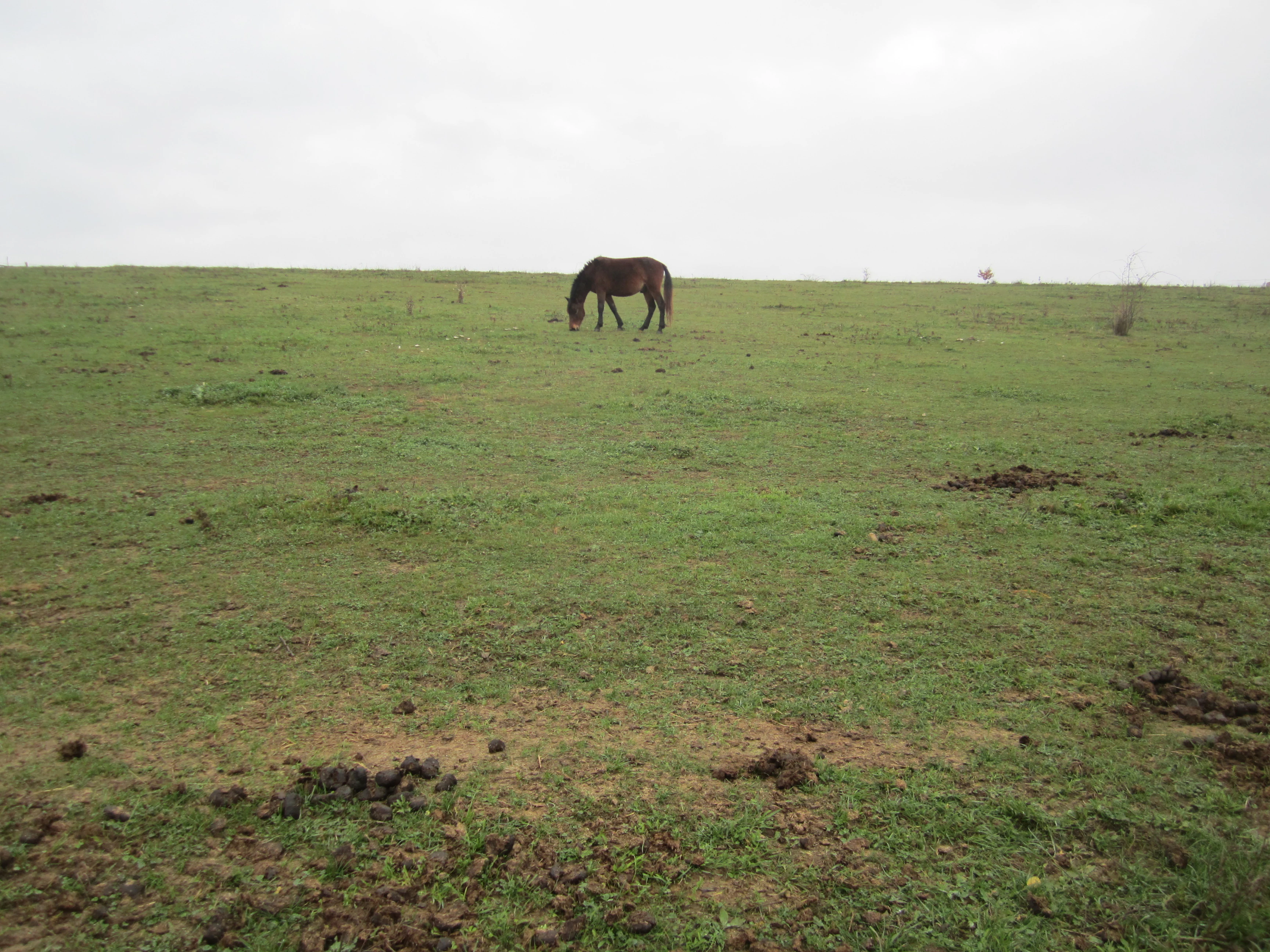 A single dark horse grazes in an open, grassy pasture under an overcast sky.