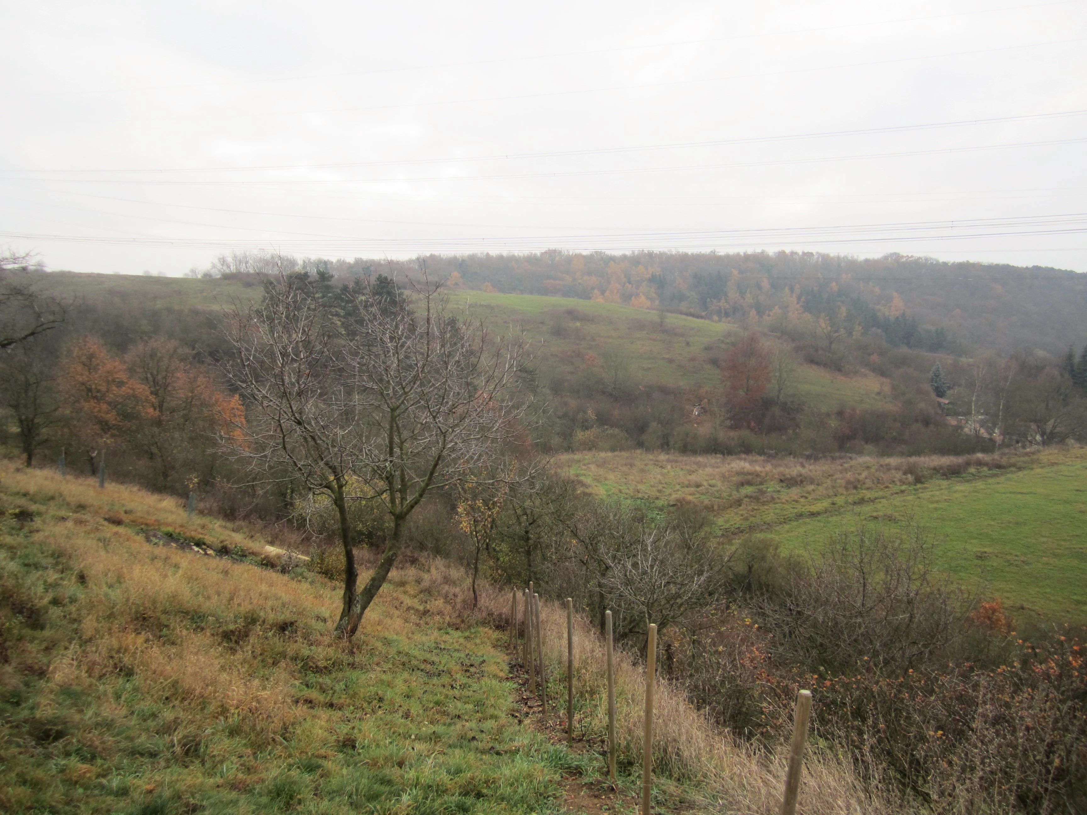 A wide view of a sloping, grassy landscape with scattered trees, shrubs, and a simple wire fence in the foreground under a cloudy sky.
