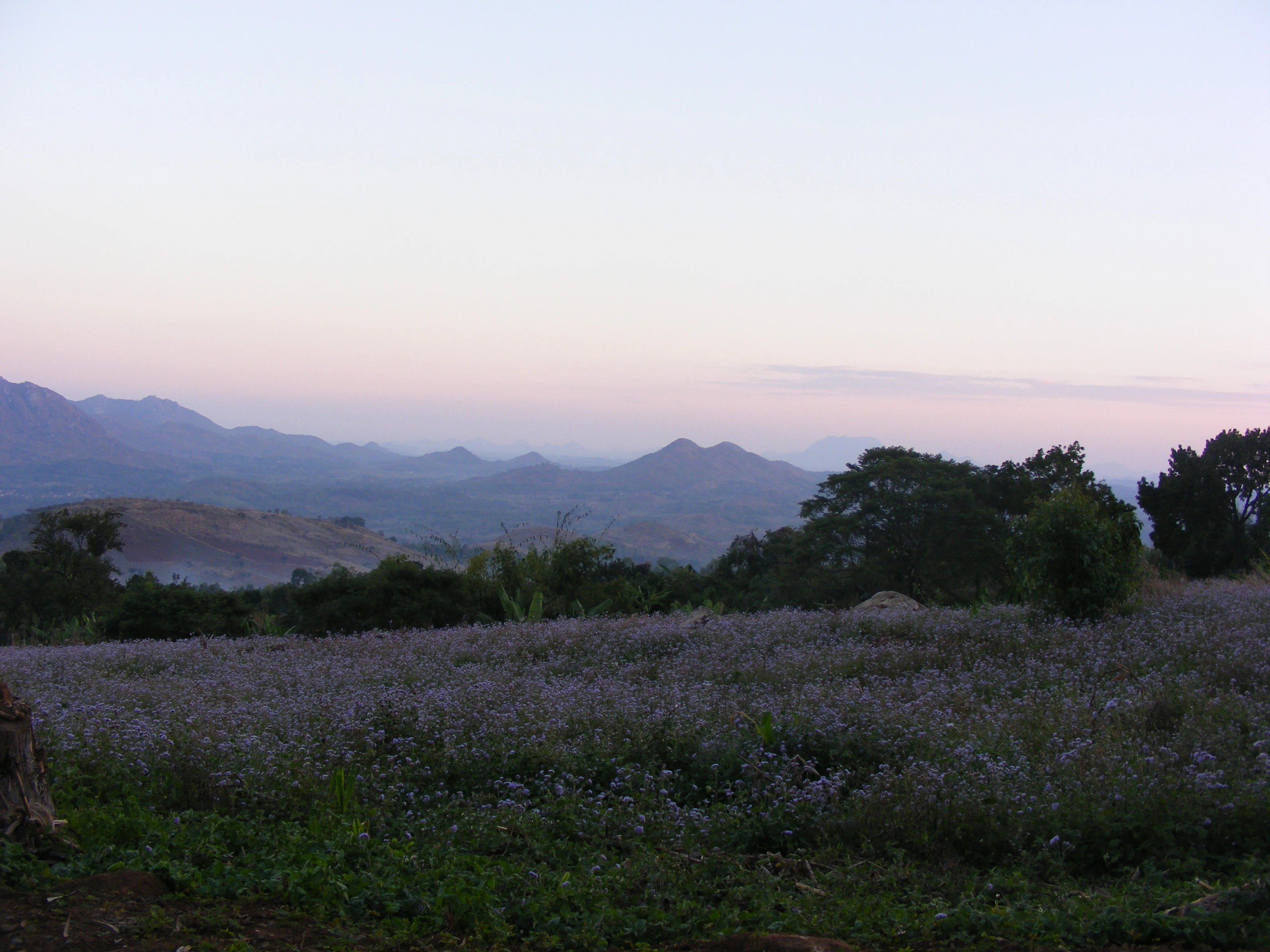 A wide view of rolling mountains and hills under a soft, early morning sky, viewed from a high vantage point overlooking a field of low-lying vegetation.