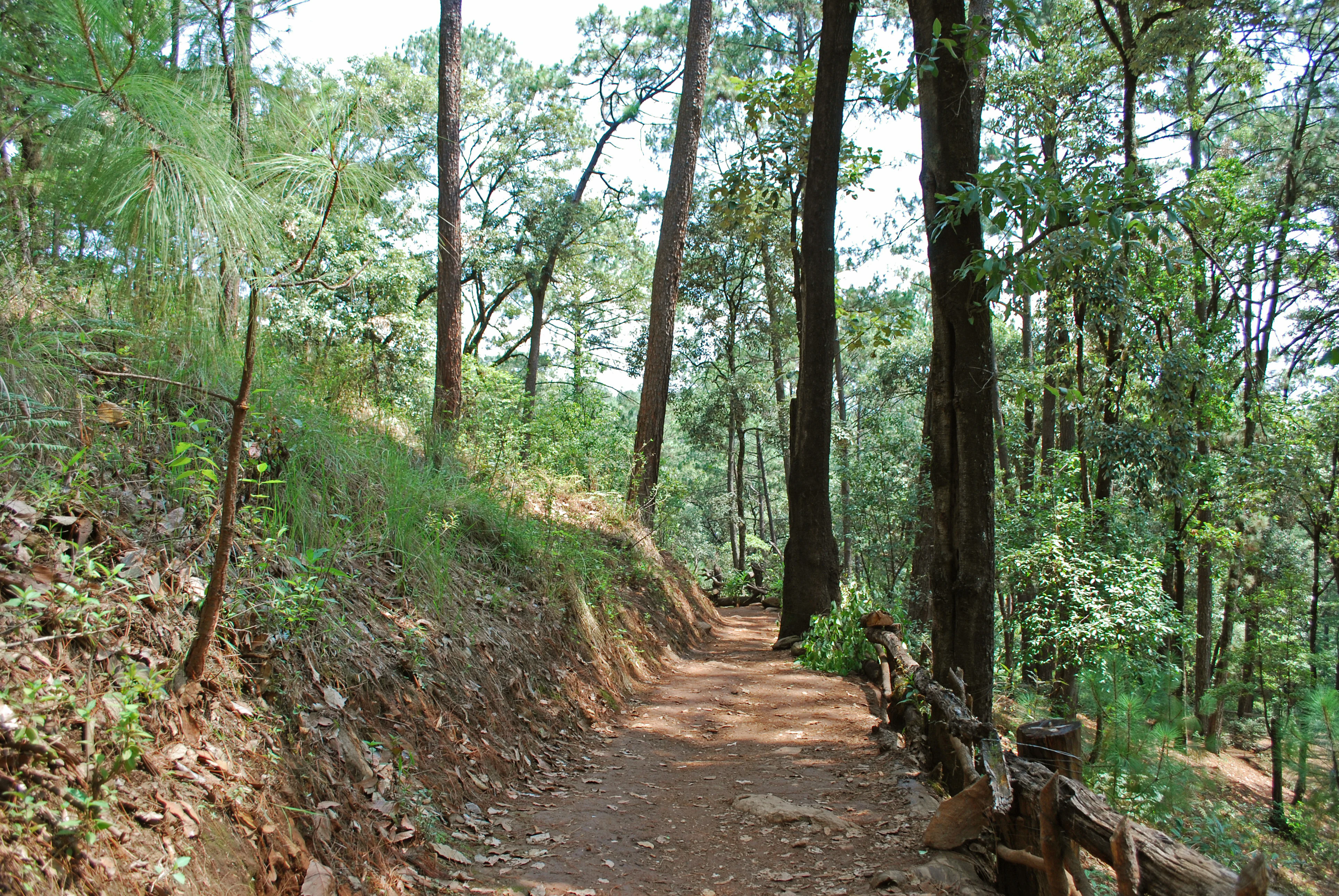 A narrow dirt hiking trail travels through a dense forest with tall pine trees, a steep earthen bank on the left, and a wooden log fence on the right.