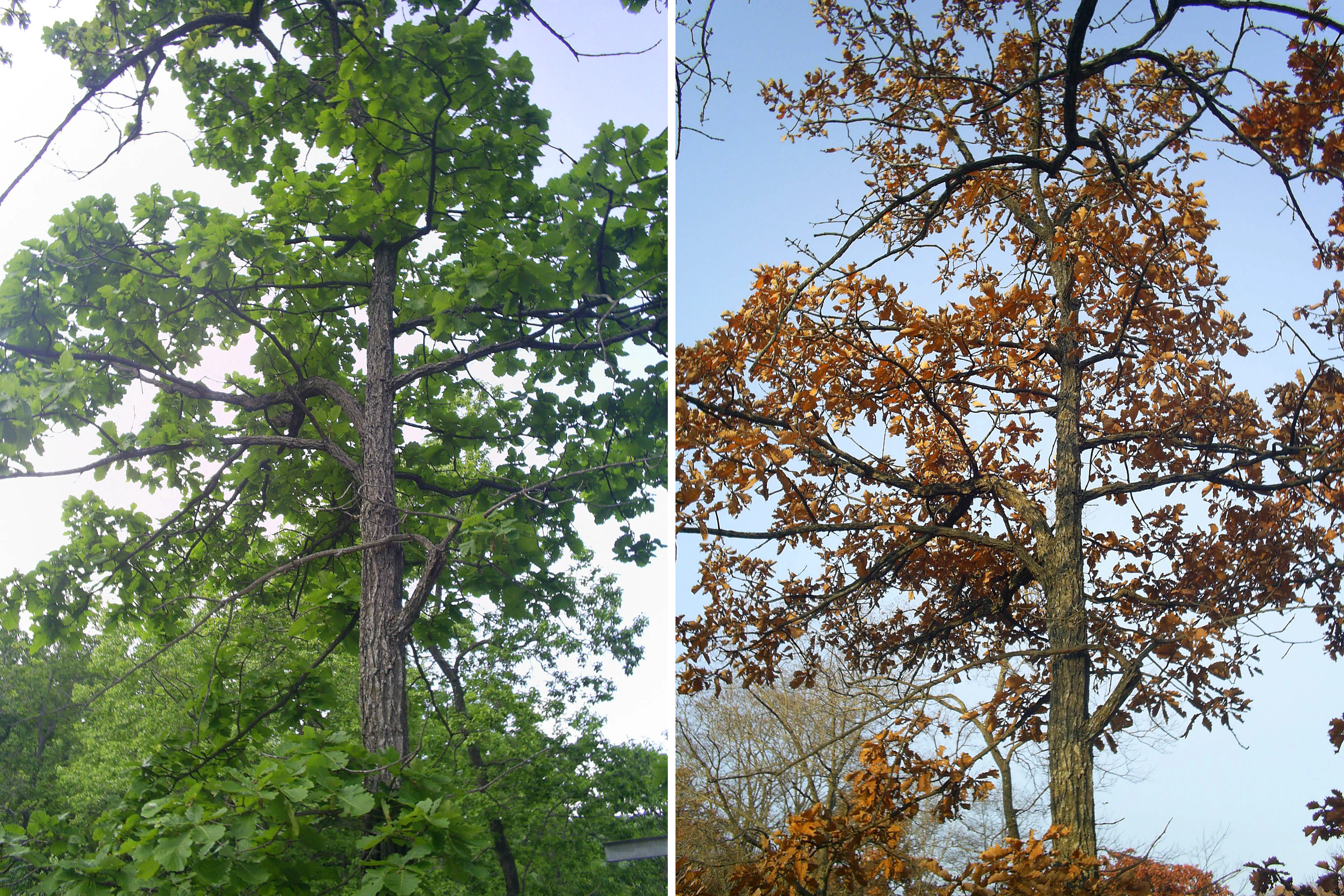 Two side-by-side images of a tall tree with green foliage on the left and brown-orange foliage on the right