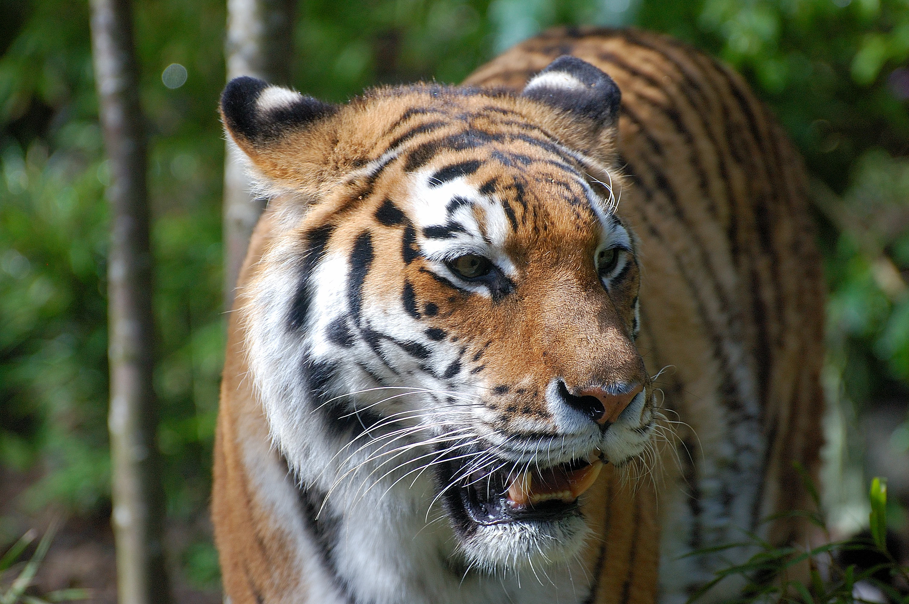 Close-up of an Amur tiger with orange and black stripes, white chest, and distinctive facial markings standing in a forest