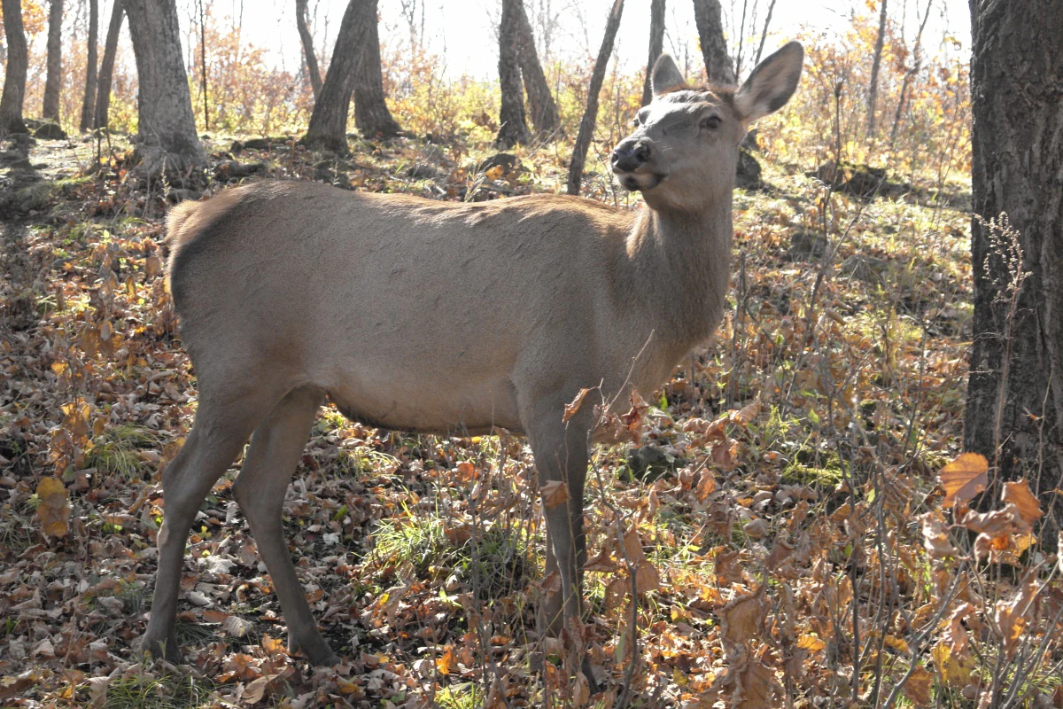 A light brown deer with slender legs standing on a forest floor covered in fallen leaves