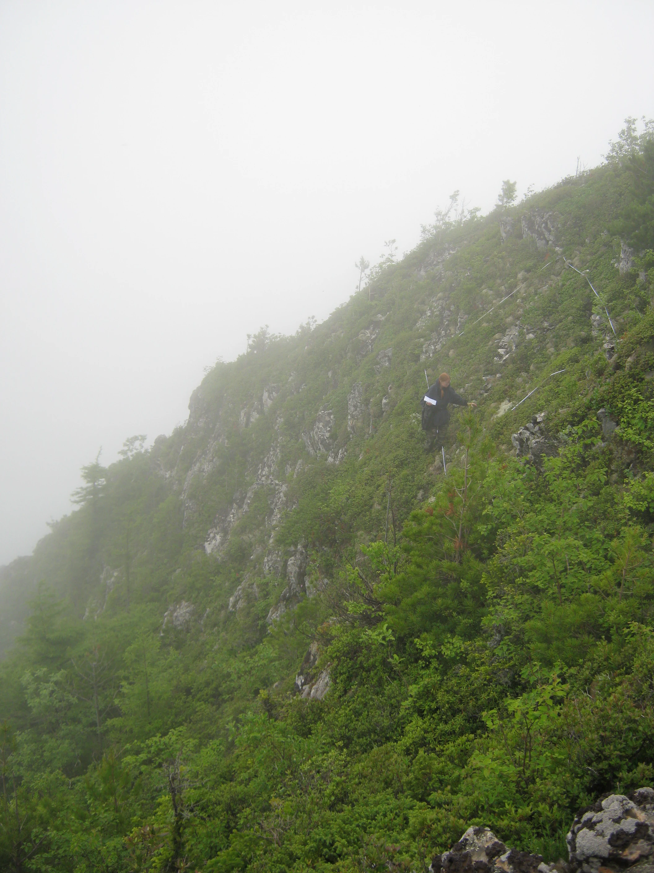 Foggy mountain slope with dense green vegetation and a hiker ascending a trail