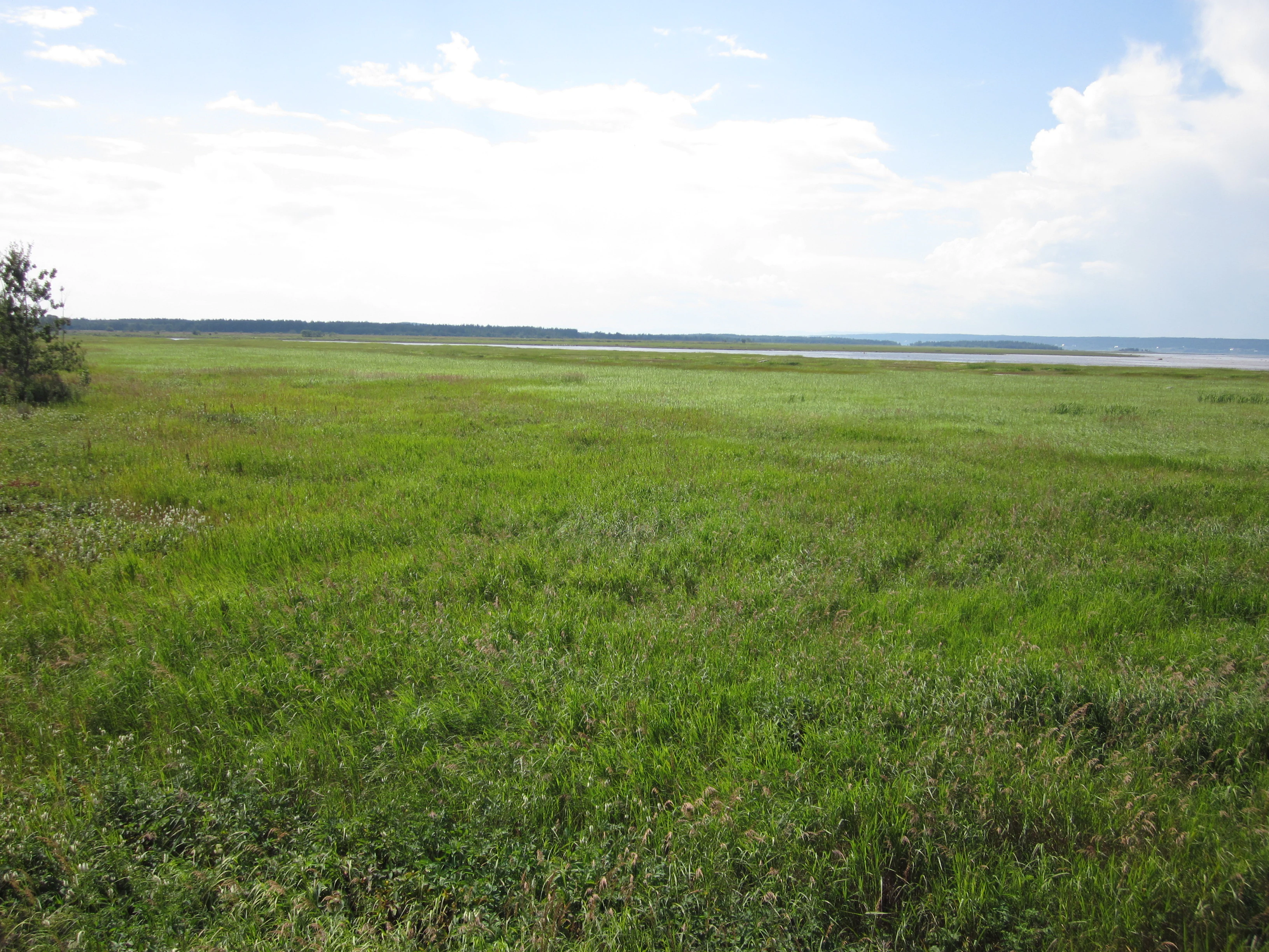 Baie de l'Isle-Verte National Wildlife Area marshes