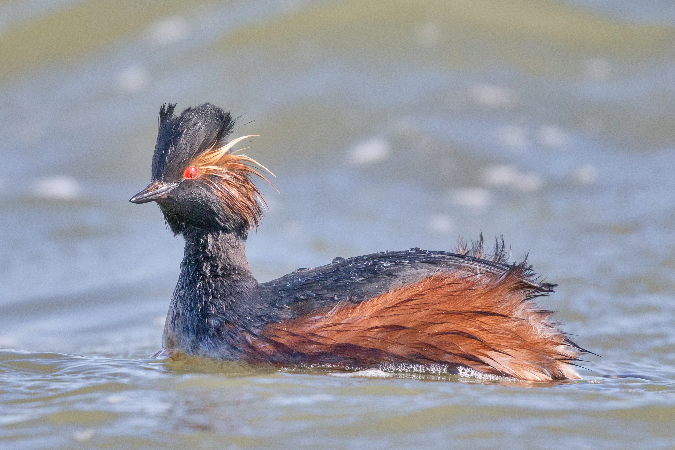 A black-necked grebe with distinctive black head and golden-brown fan-shaped cheek feathers swimming in calm water.