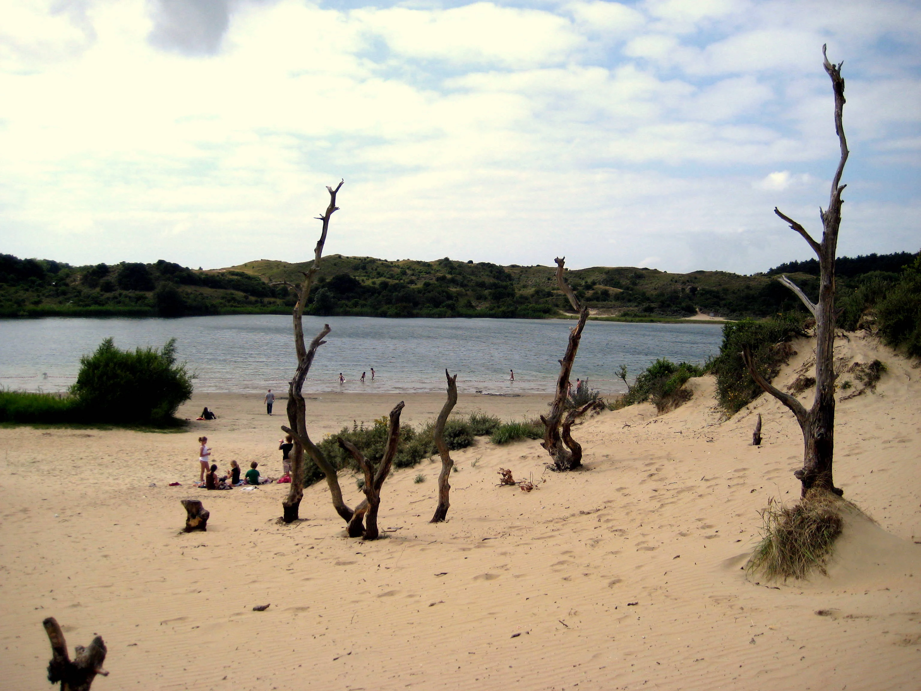 Sandy beach with dead trees, a body of water, and people near the water