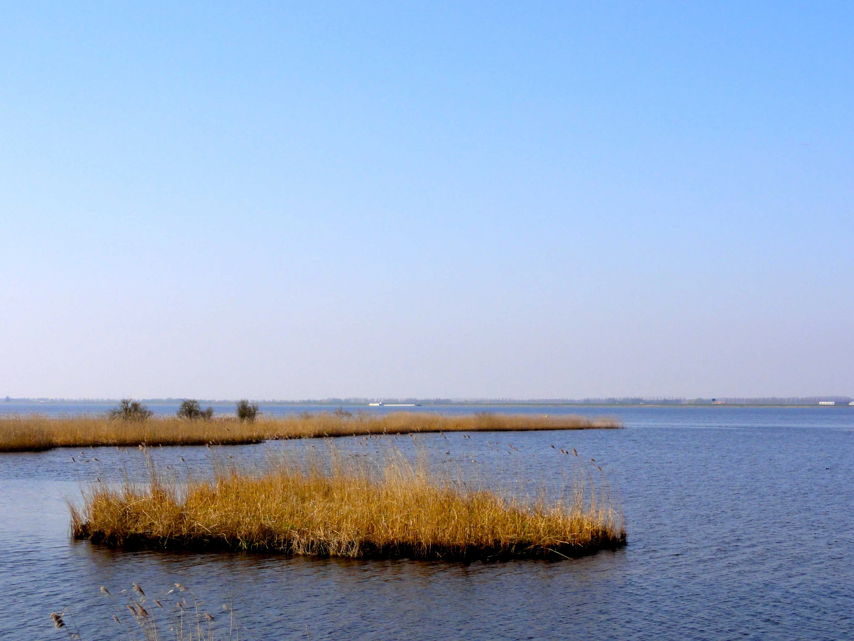 A calm lake landscape featuring patches of tall yellow reeds and bullrushes growing in the water under a clear blue sky.